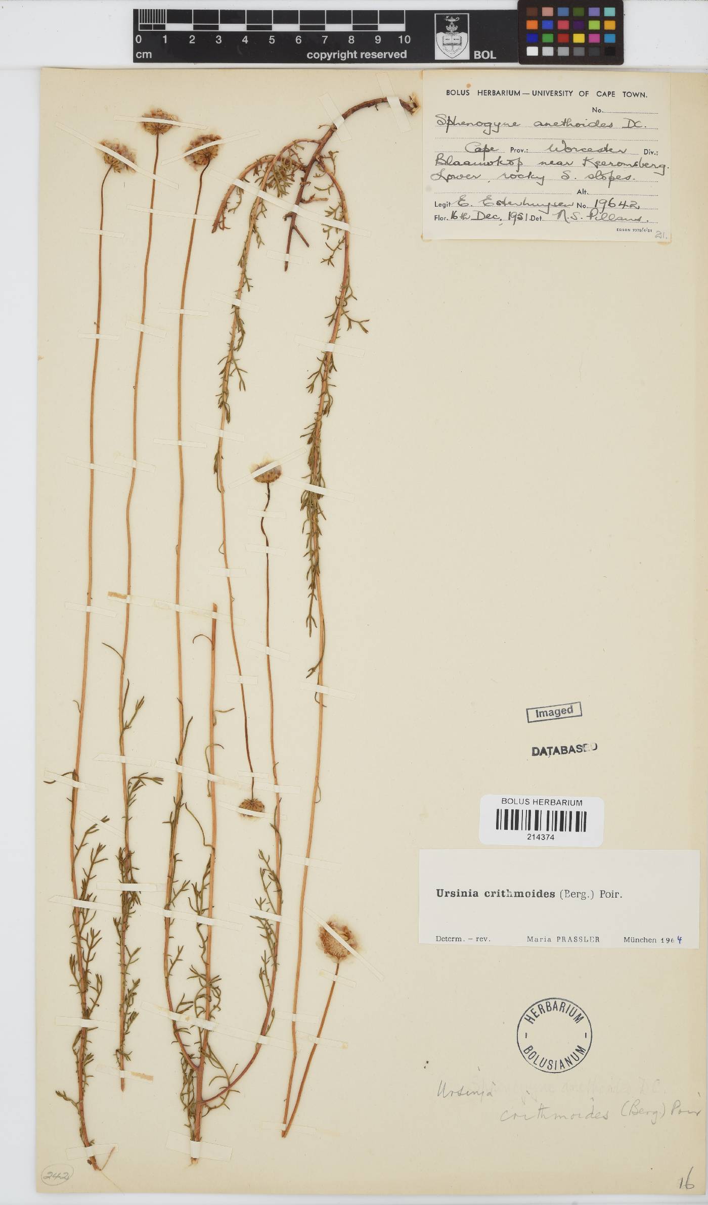 Ursinia paleacea image