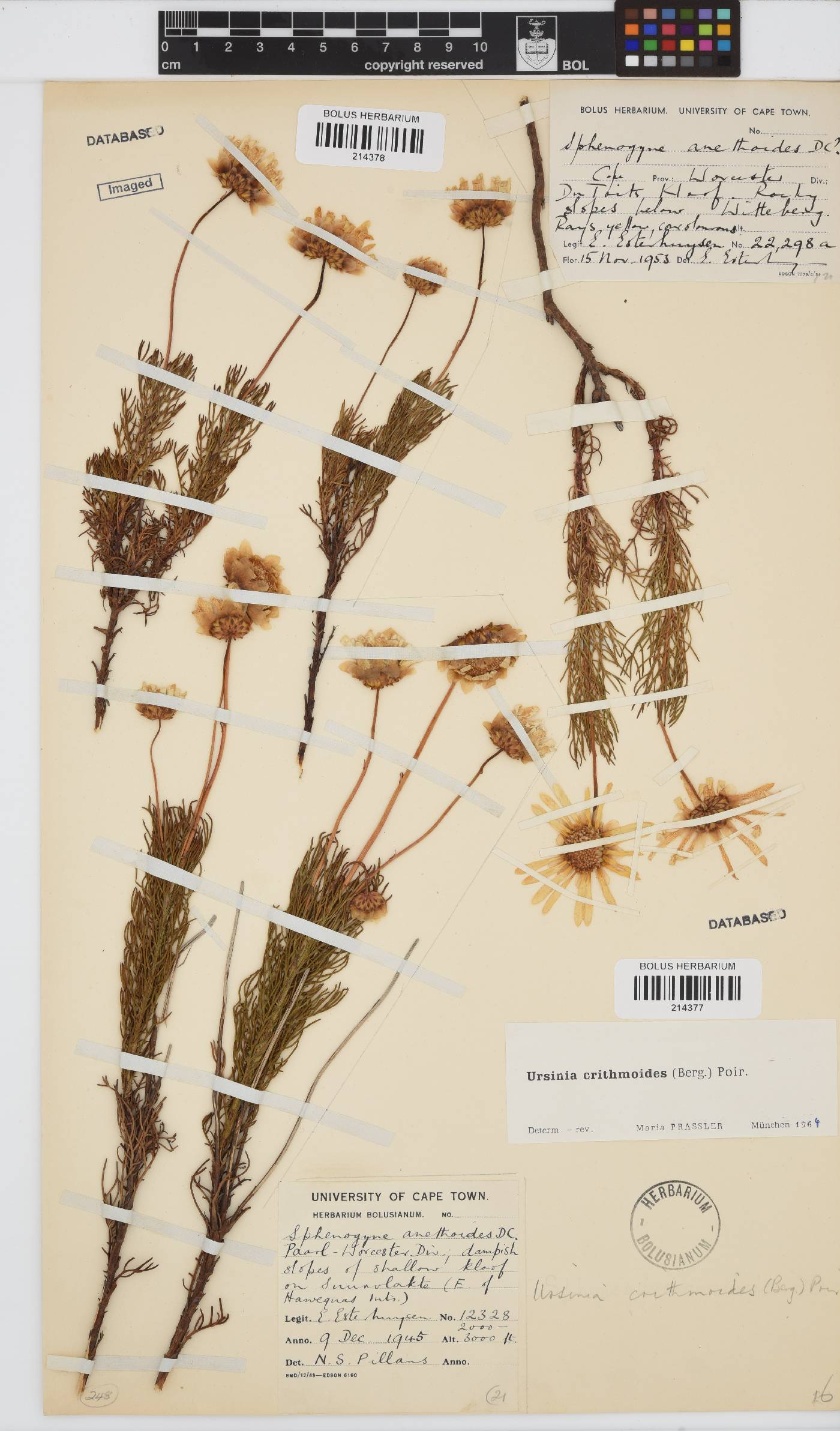 Ursinia paleacea image