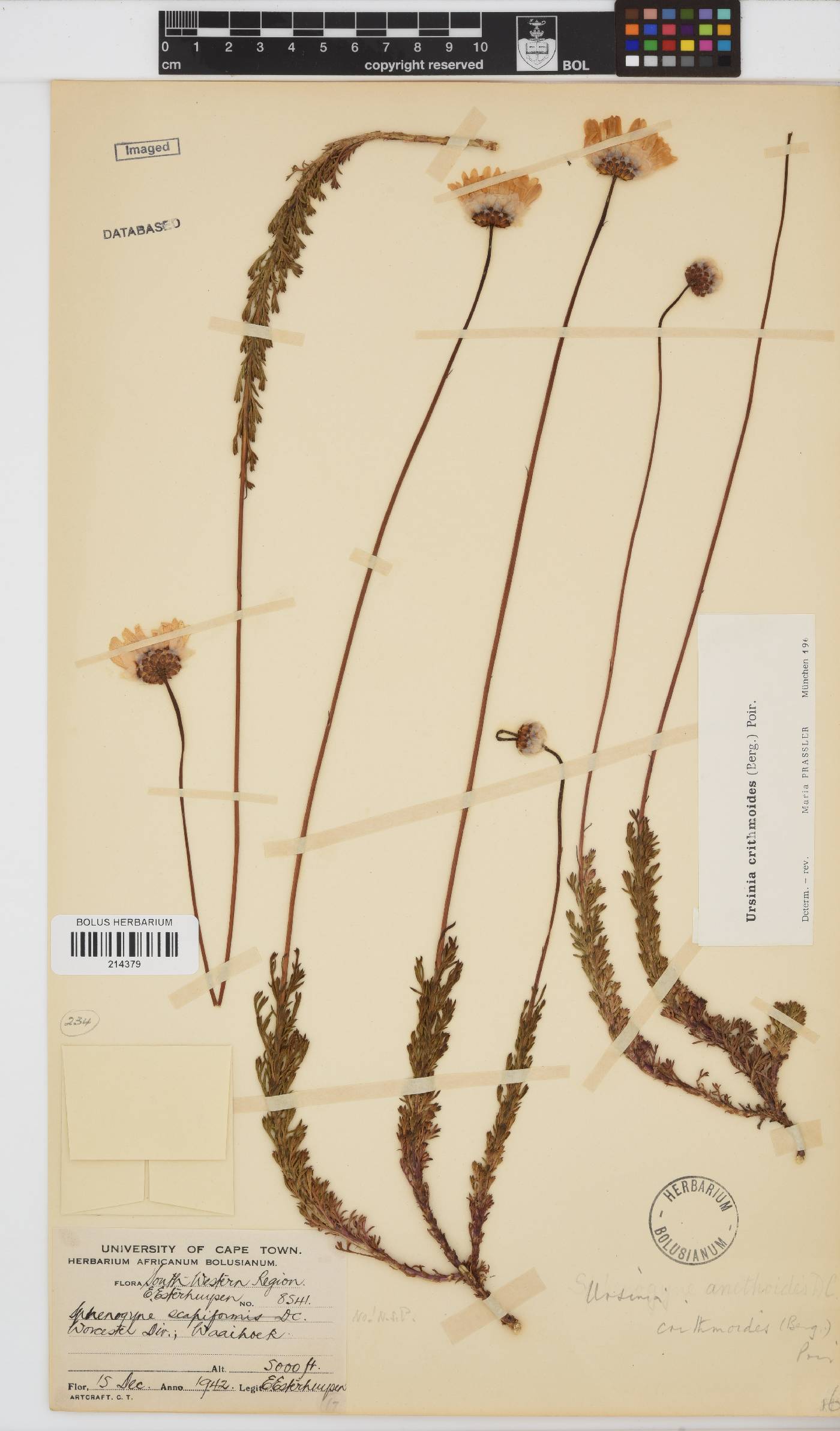 Ursinia paleacea image