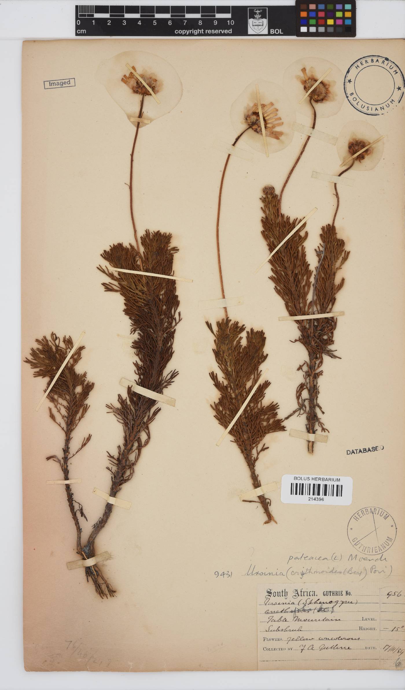 Ursinia paleacea image