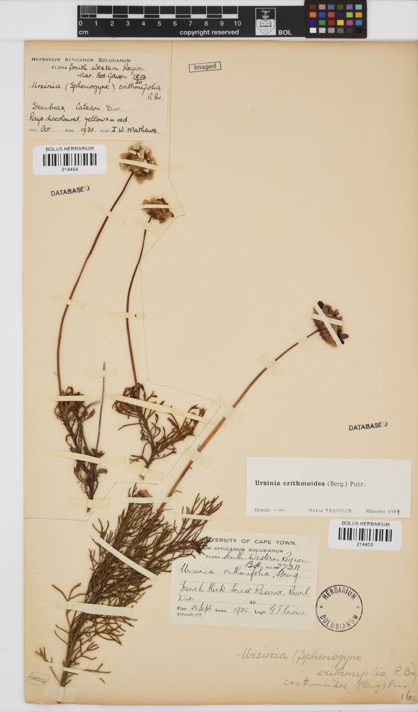 Ursinia paleacea image