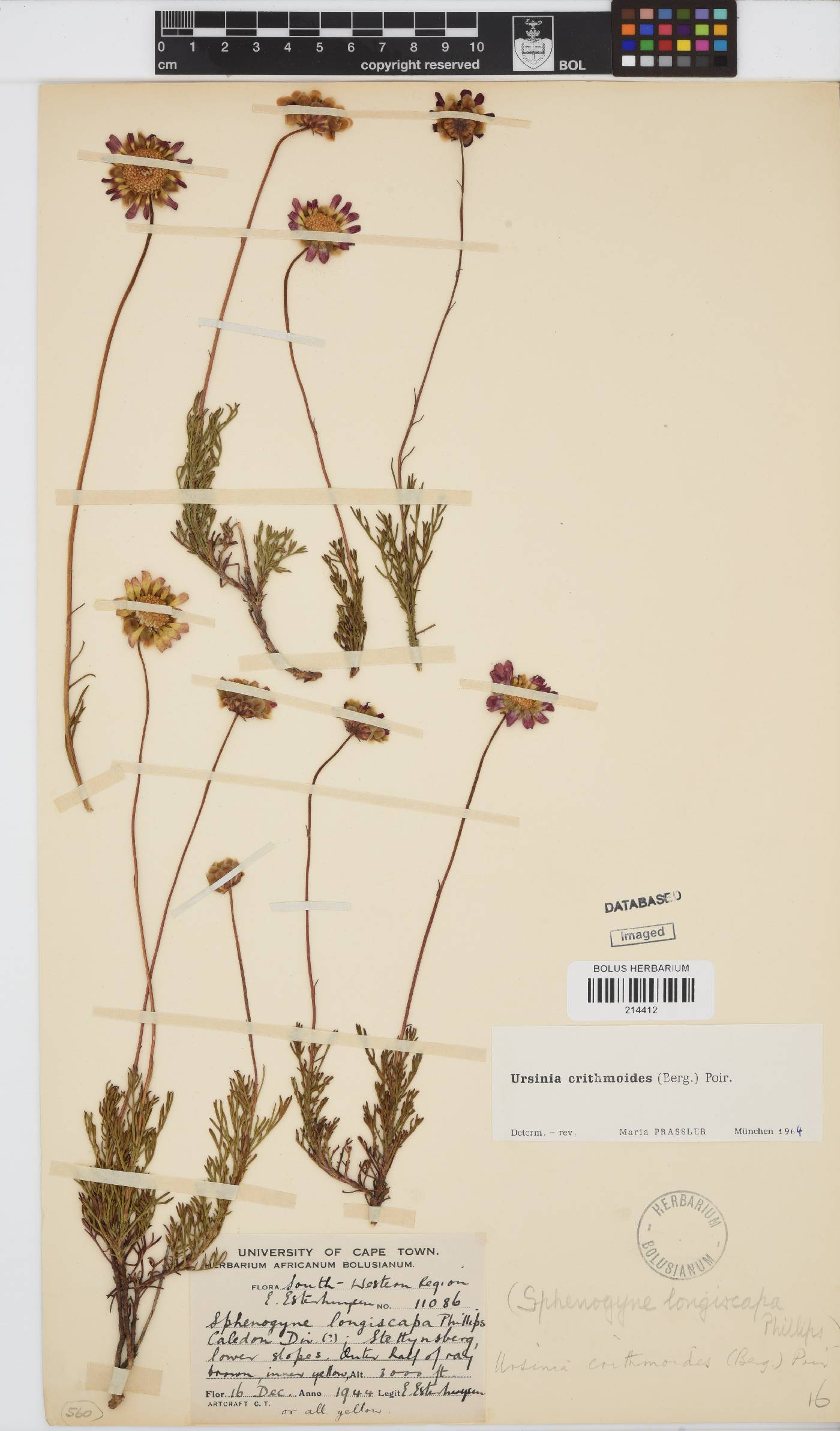 Ursinia paleacea image