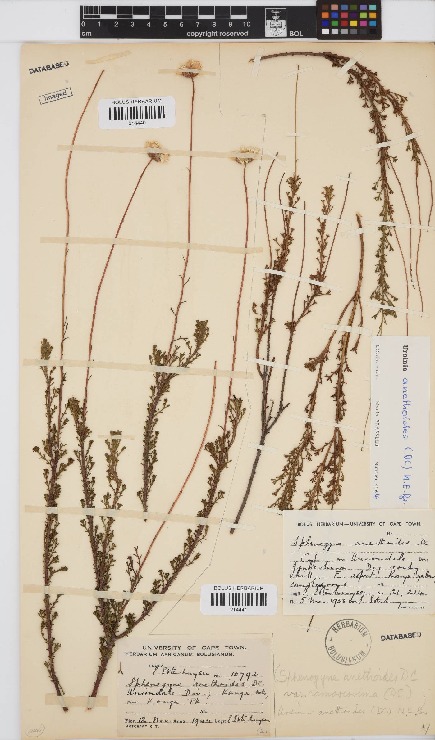 Ursinia anethoides image