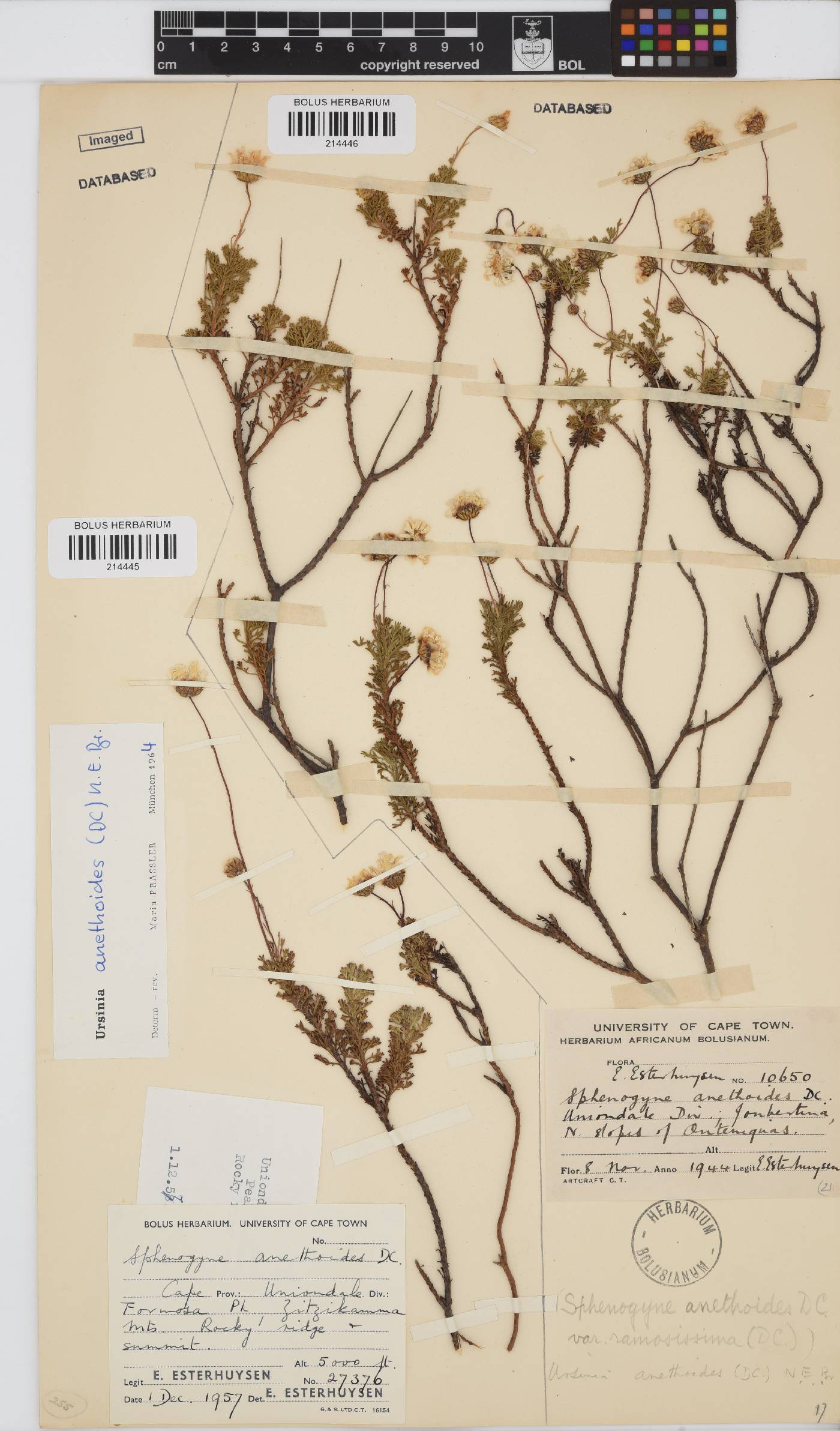 Ursinia anethoides image