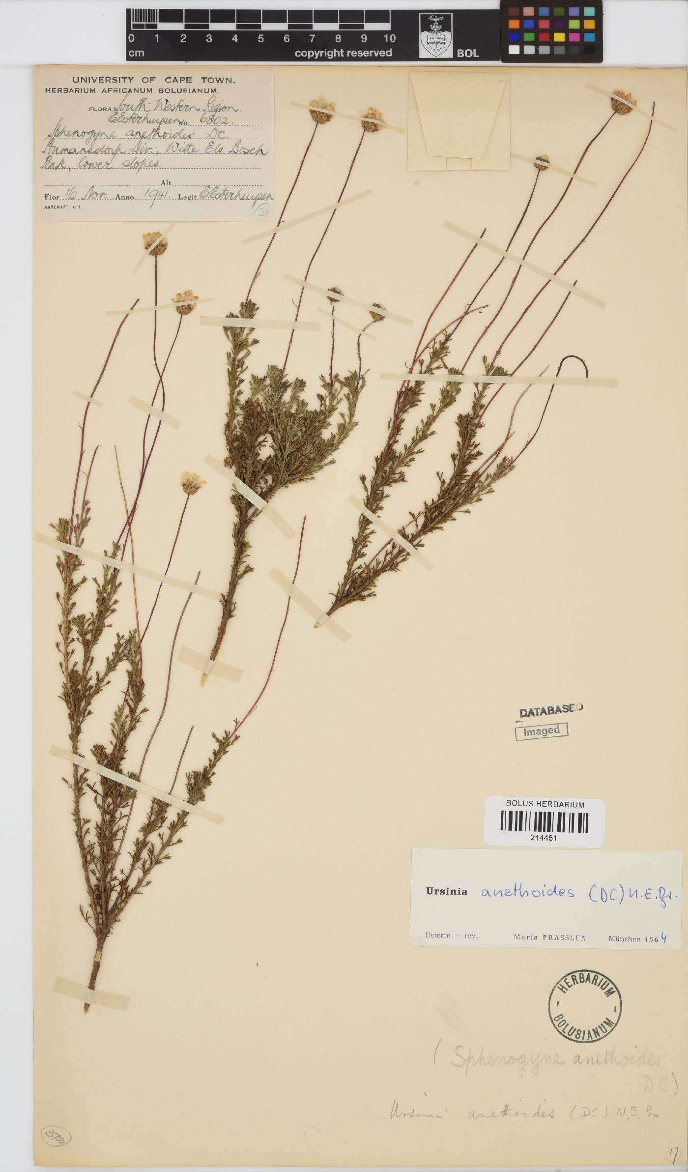 Ursinia anethoides image