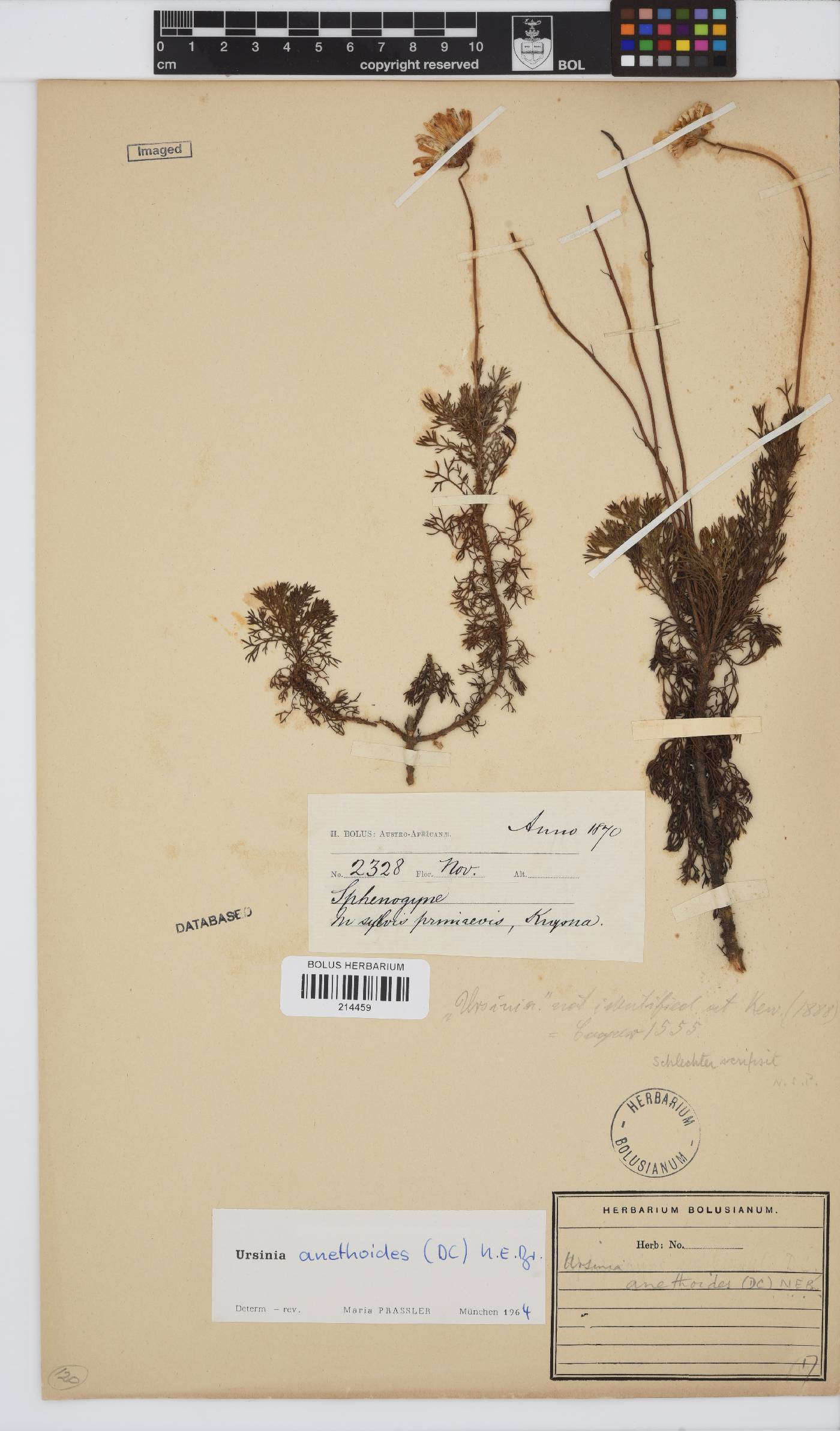 Ursinia anethoides image
