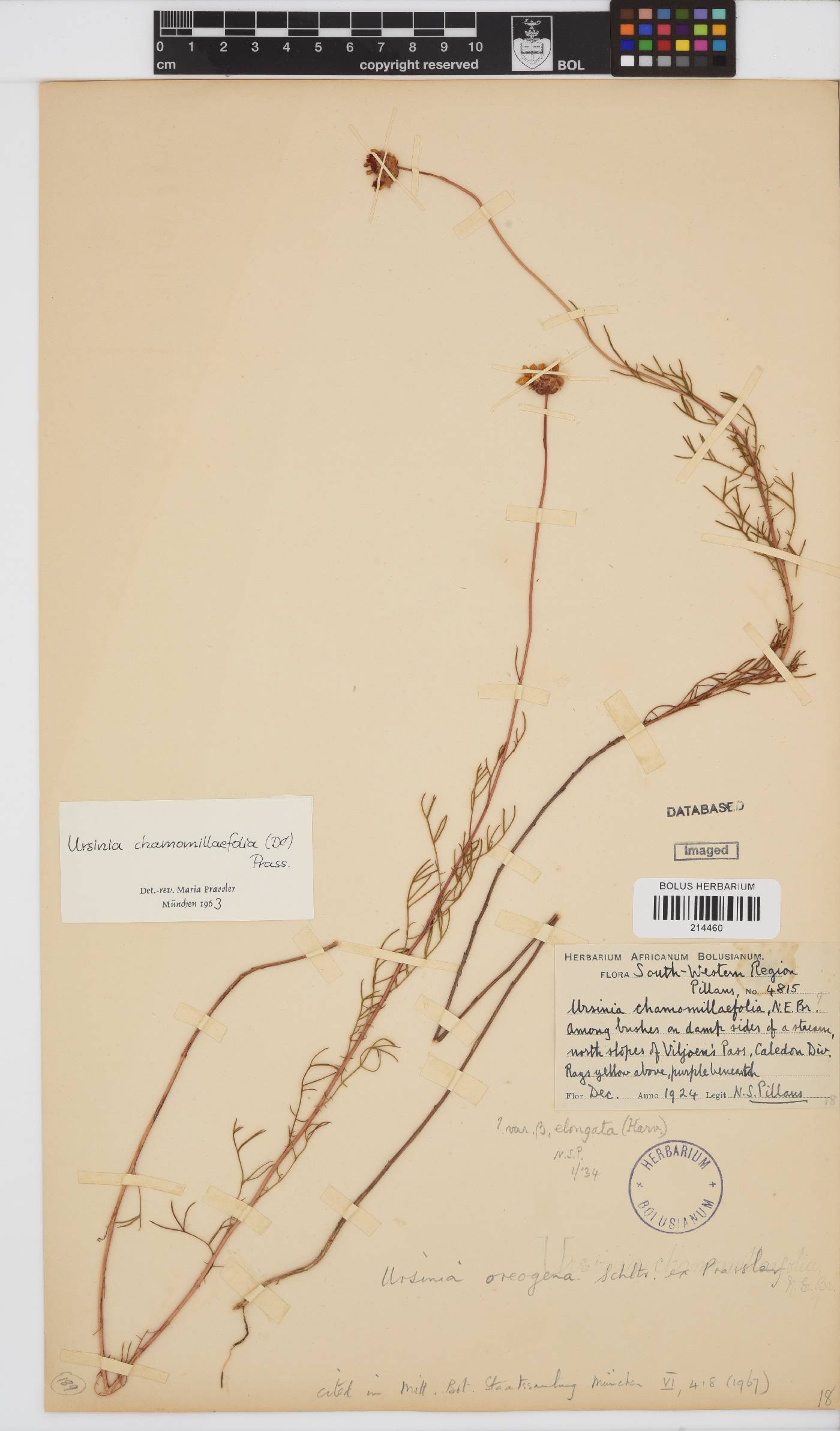 Ursinia oreogena image