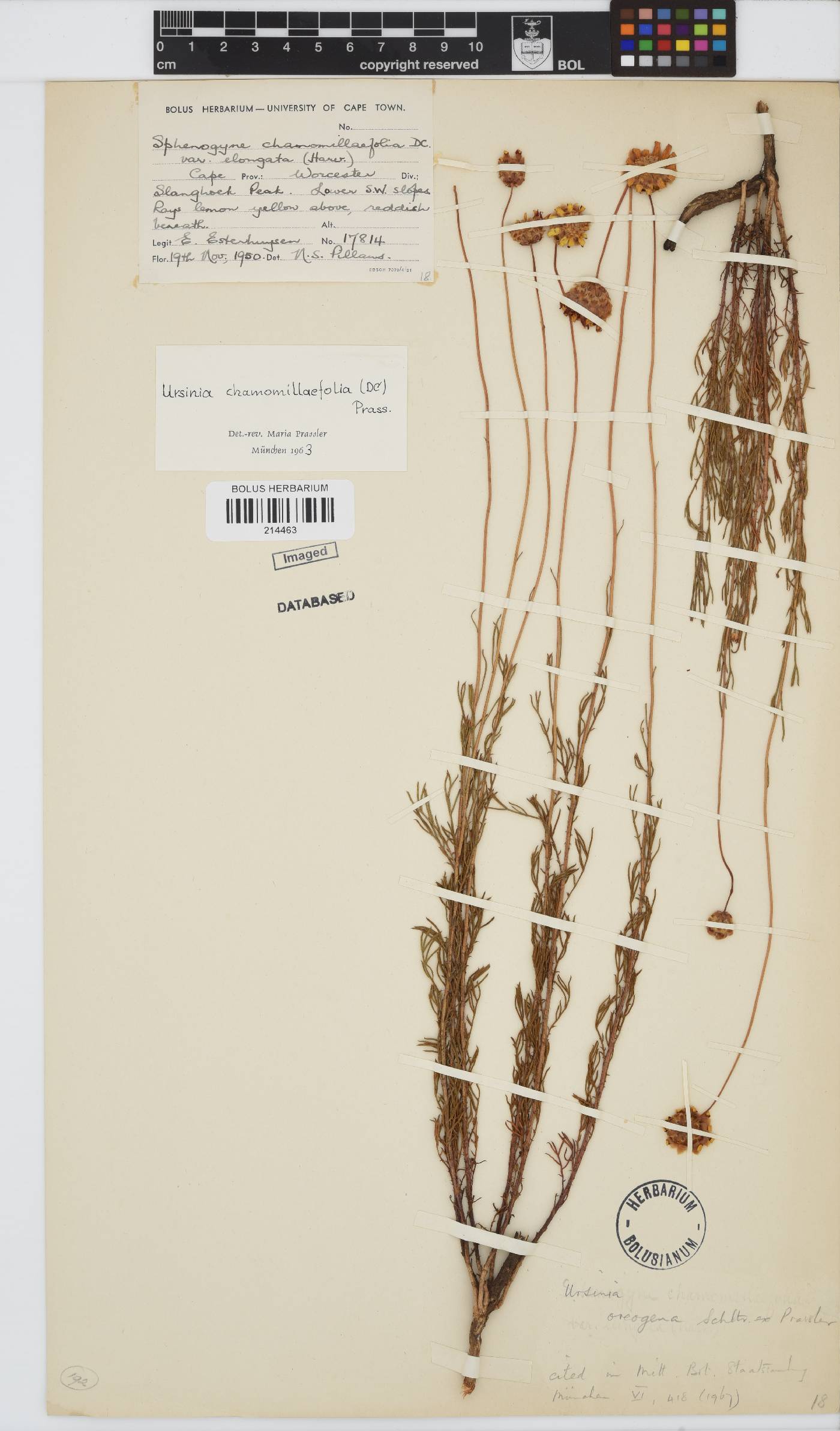Ursinia oreogena image