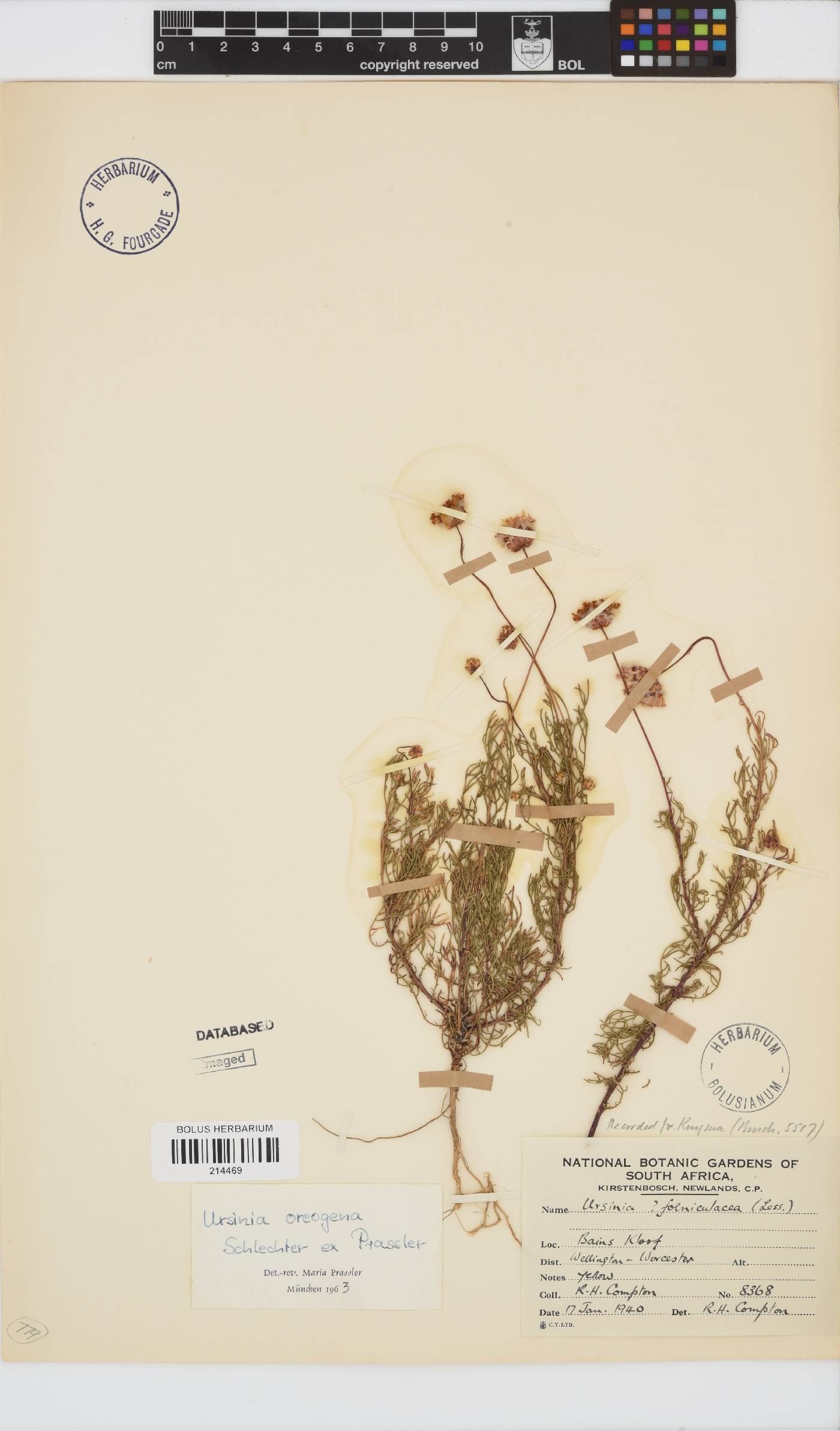 Ursinia oreogena image
