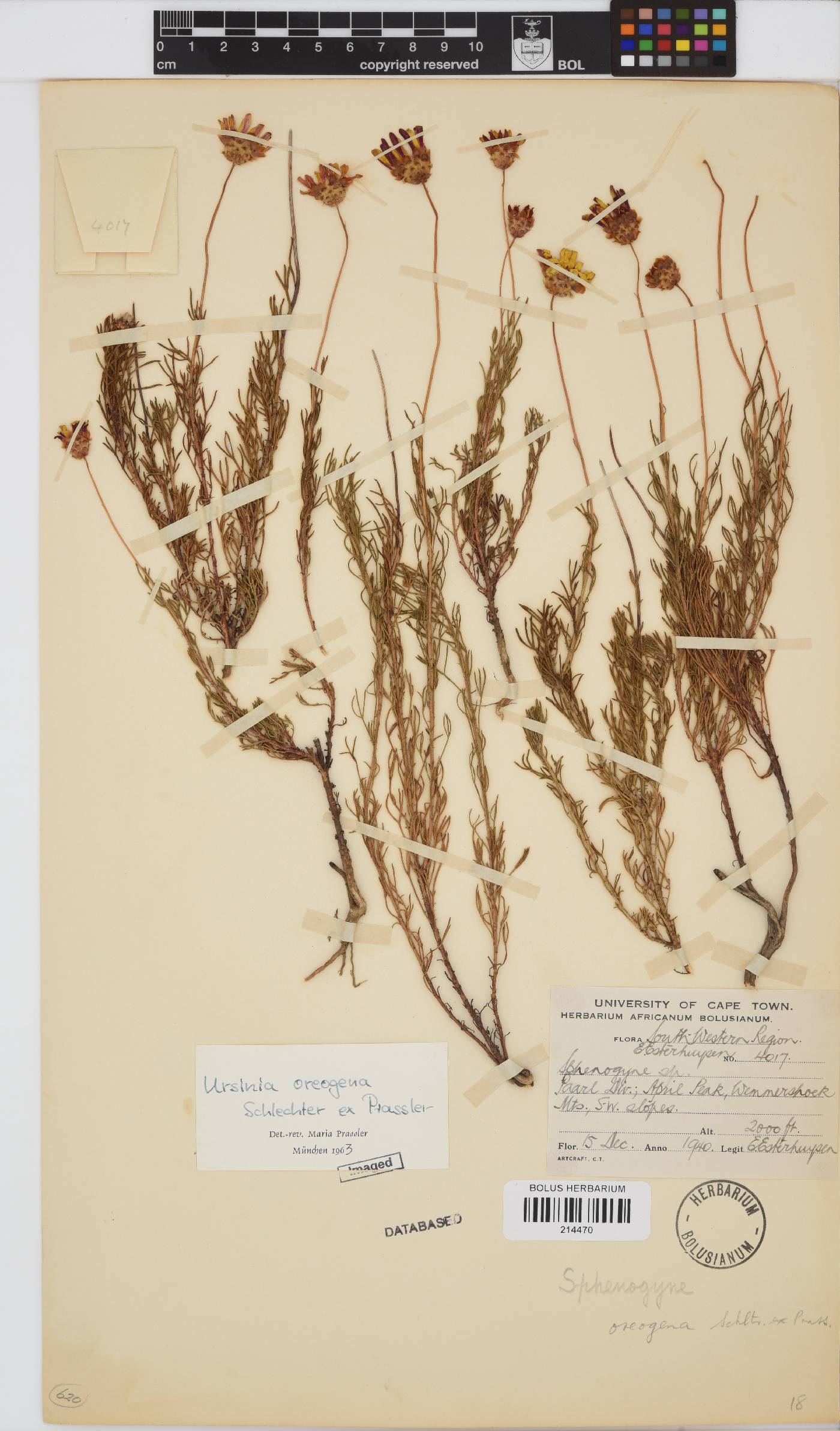 Ursinia oreogena image