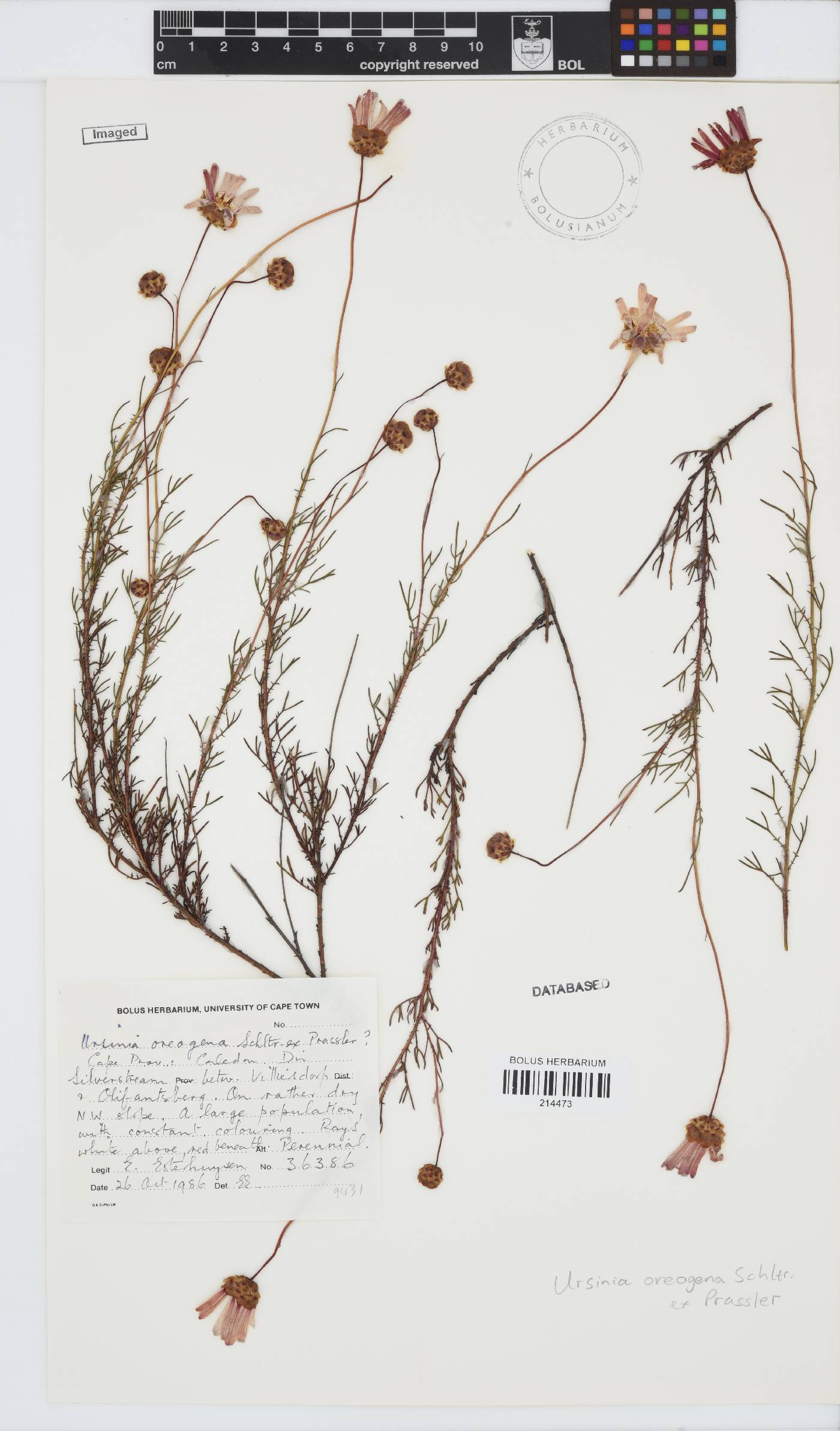 Ursinia oreogena image