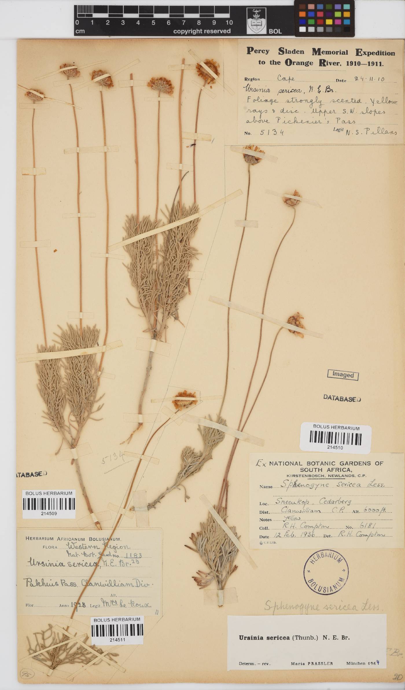 Ursinia sericea image