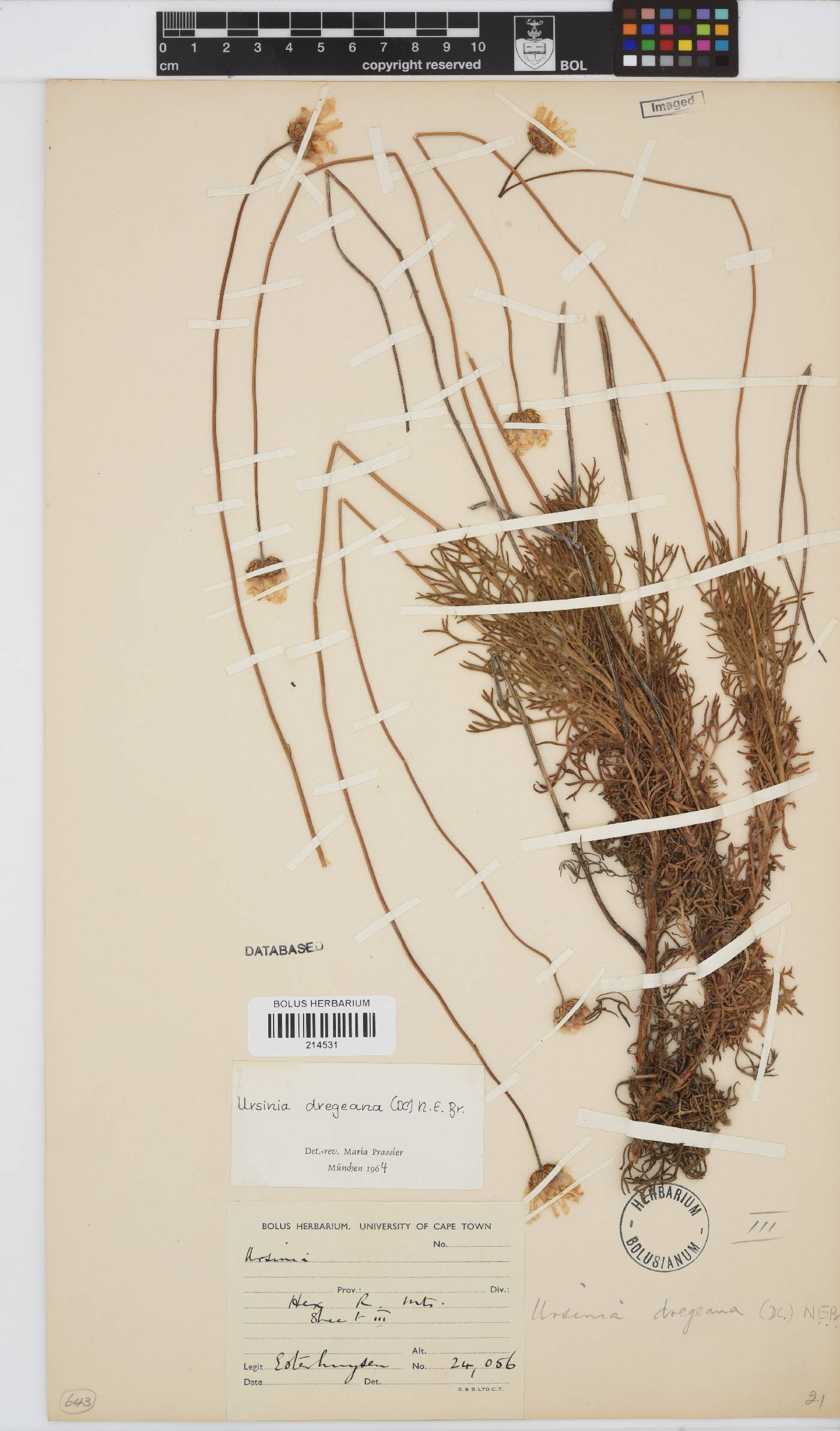 Ursinia dregeana image