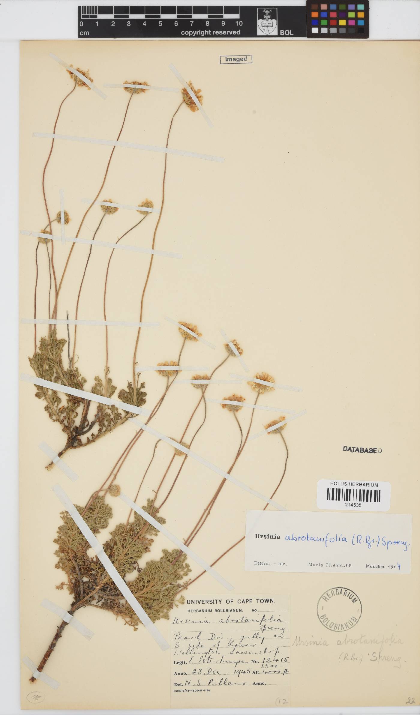 Ursinia abrotanifolia image