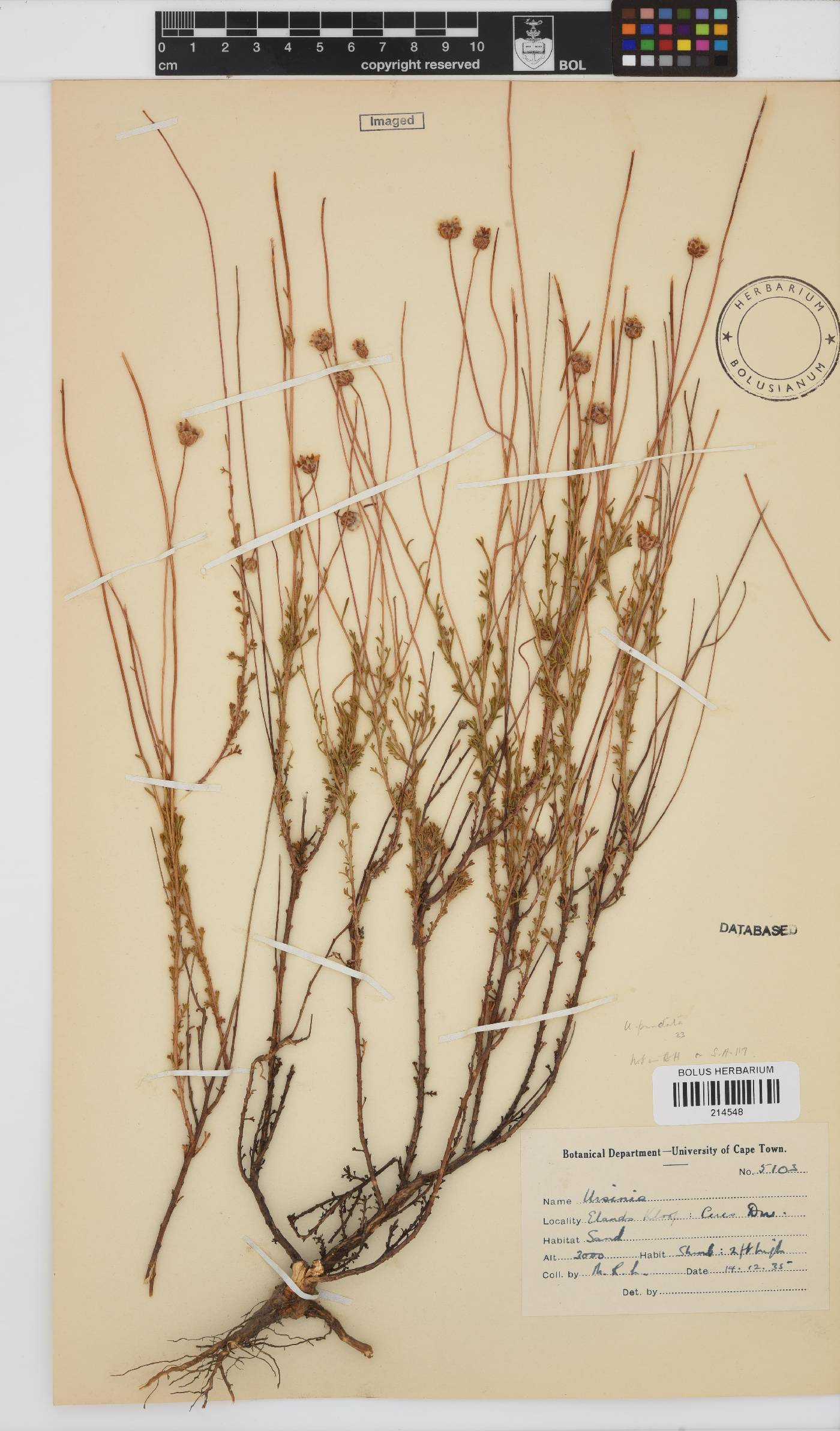 Ursinia punctata image