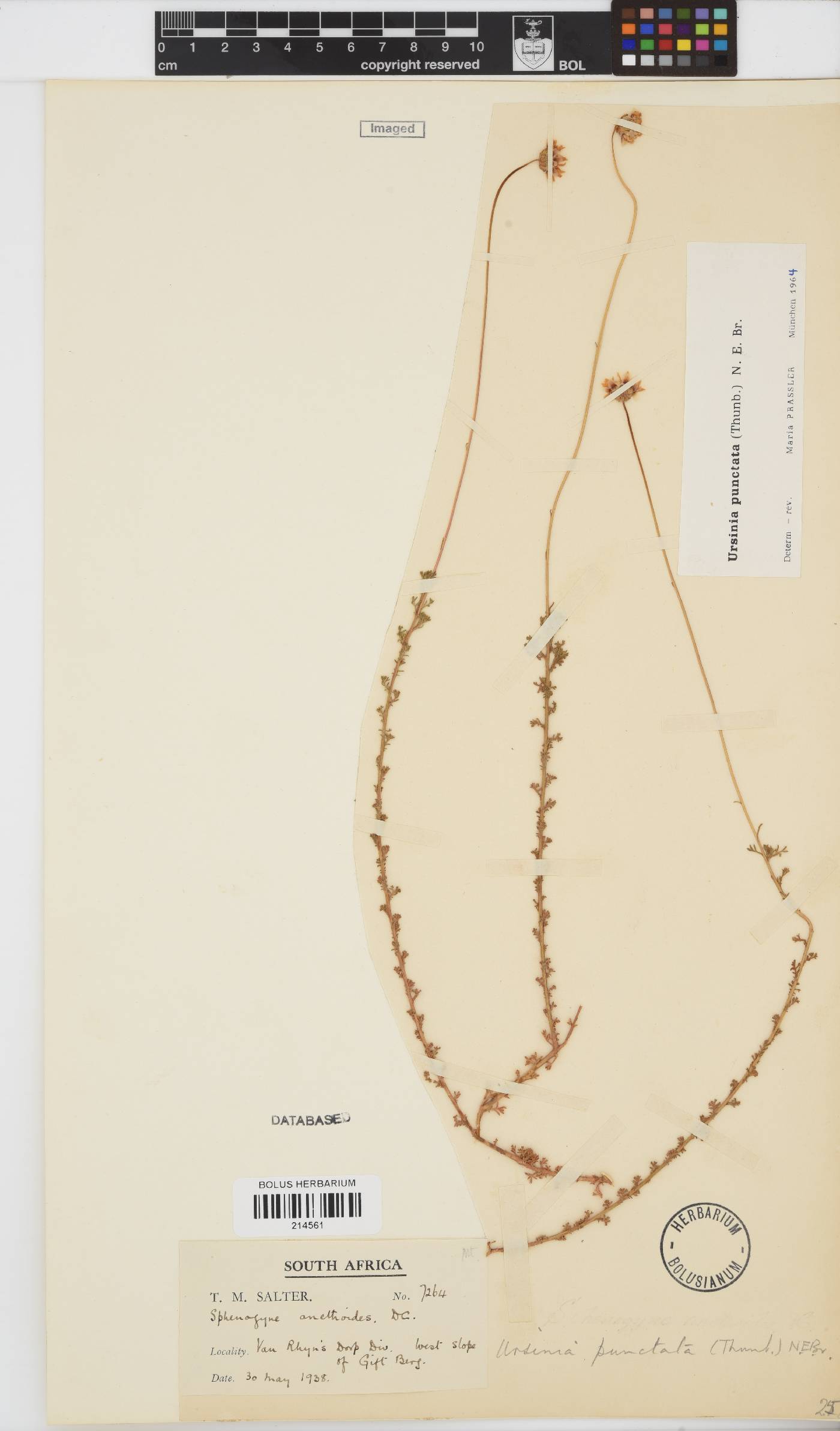 Ursinia punctata image