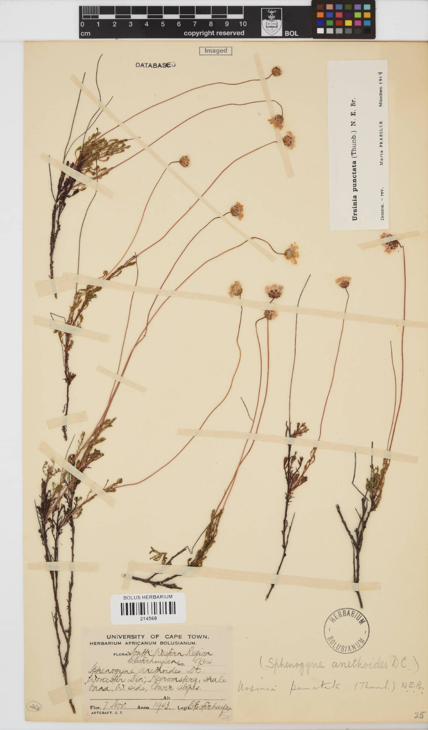 Ursinia punctata image