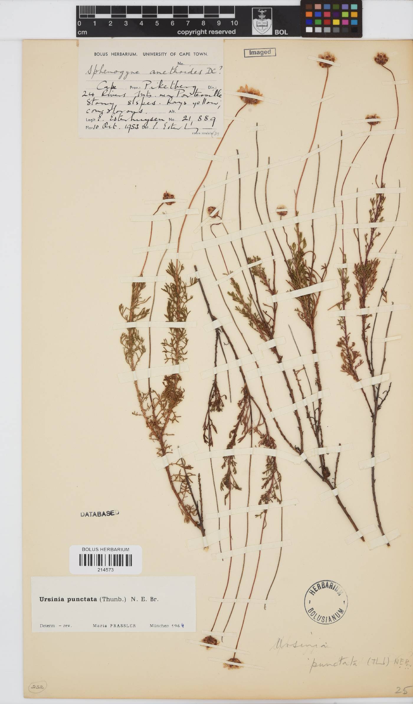 Ursinia punctata image