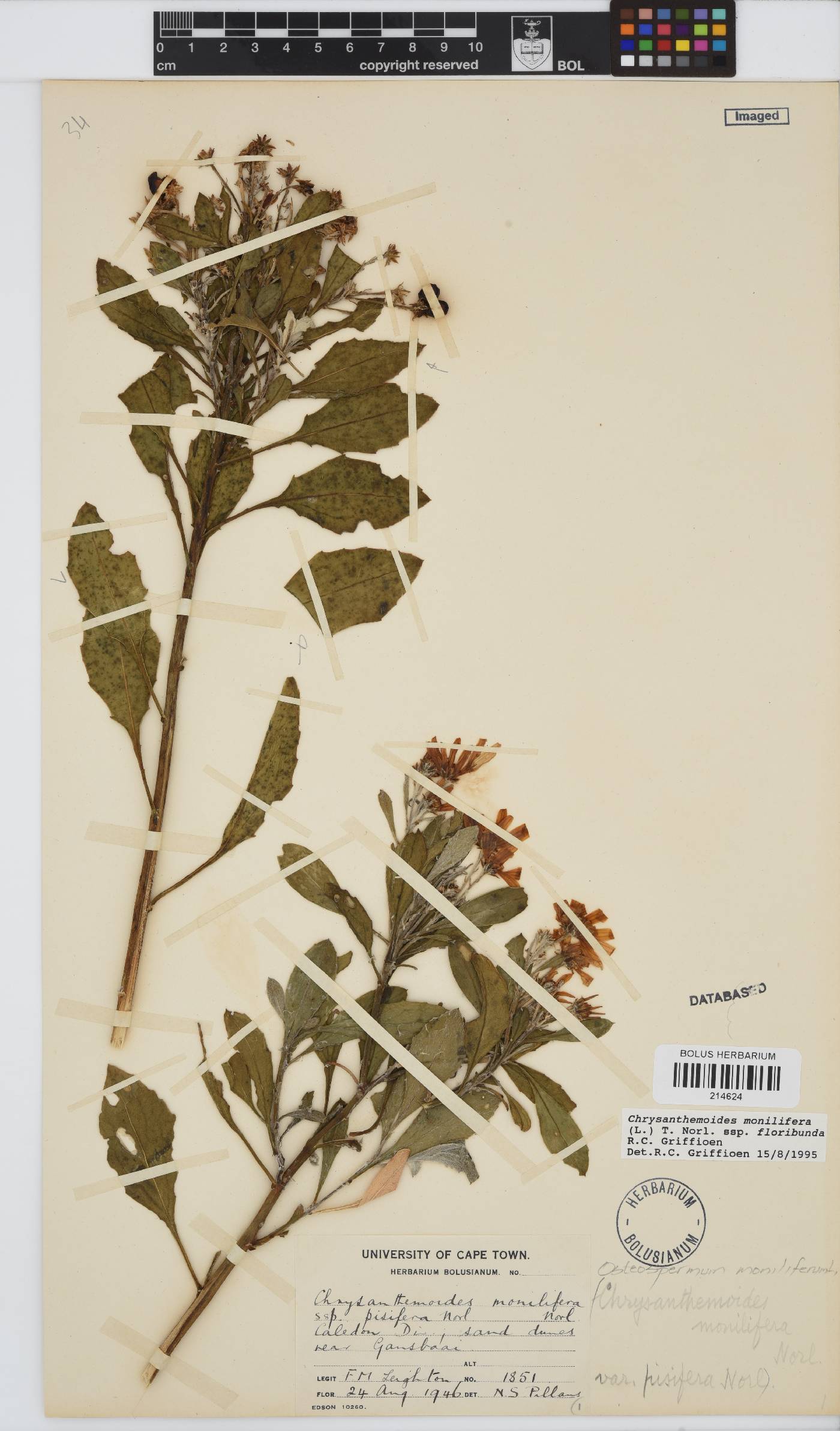 Osteospermum moniliferum image