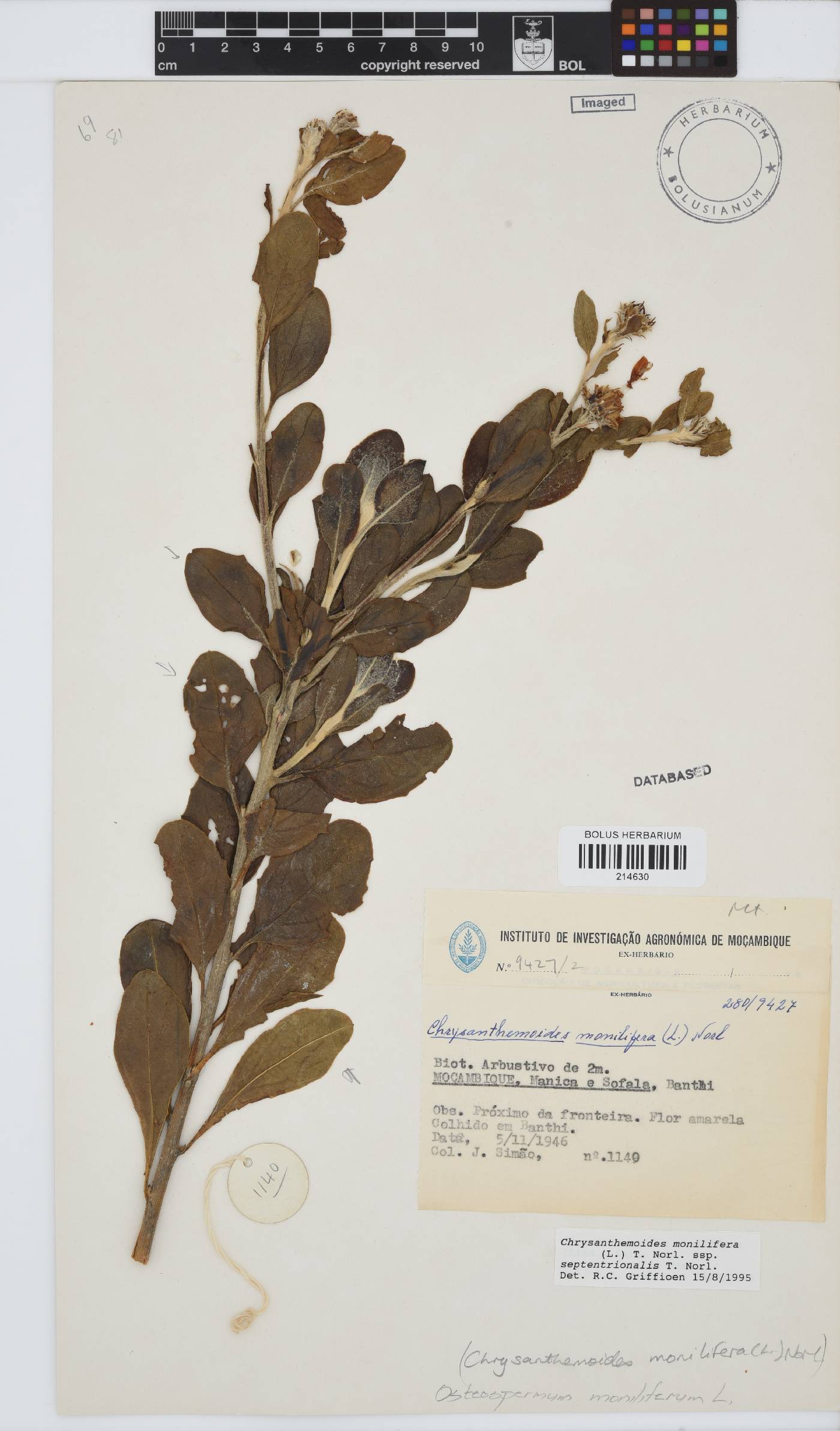 Osteospermum moniliferum image