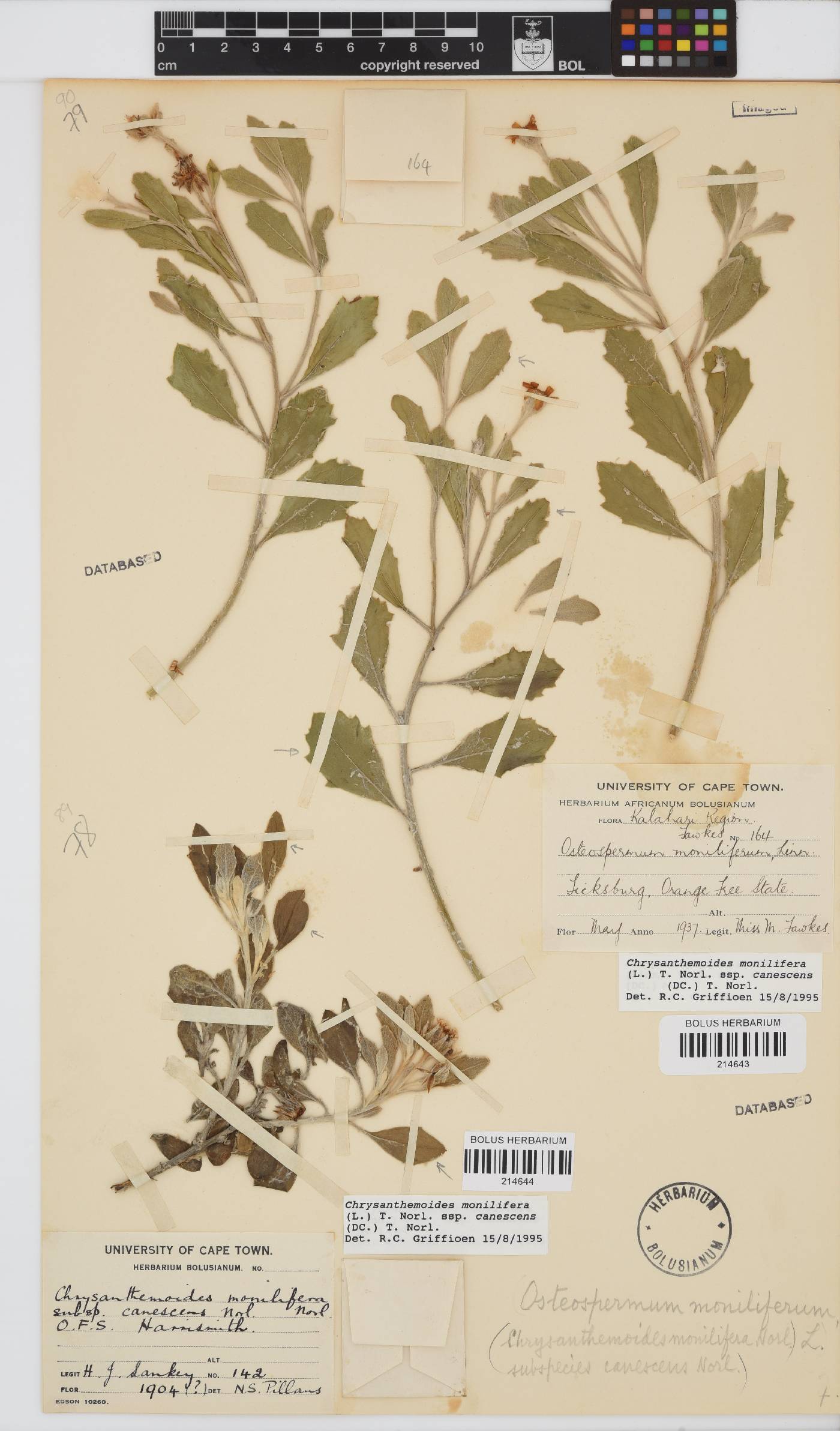 Osteospermum moniliferum image