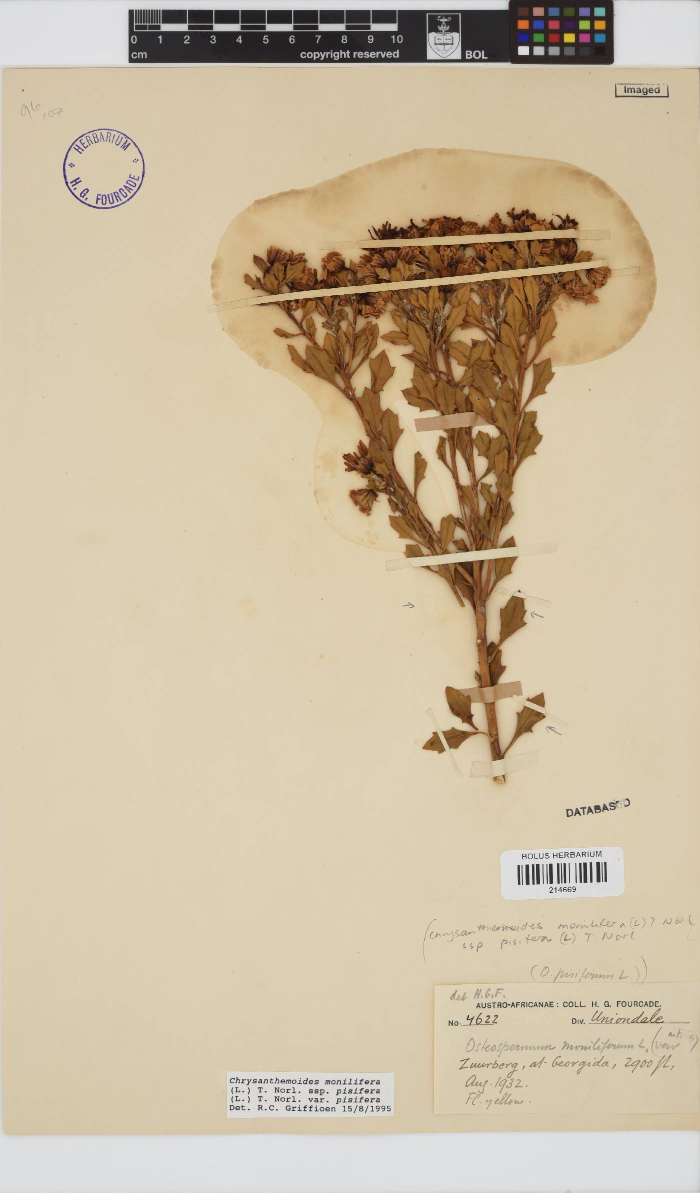 Osteospermum moniliferum subsp. pisiferum image