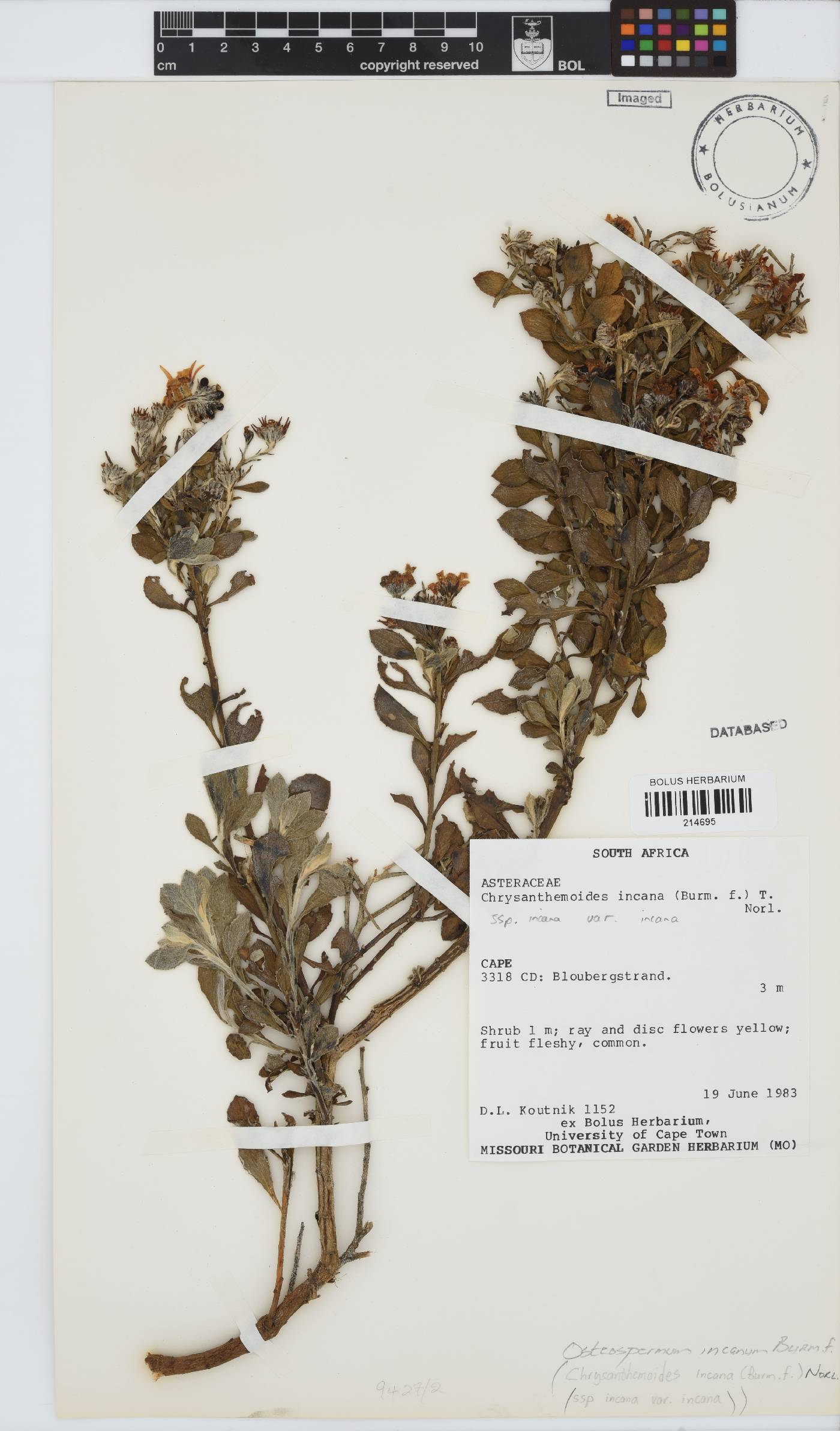 Osteospermum incanum image