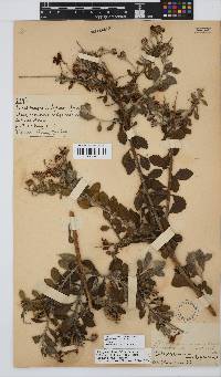 Osteospermum incanum image