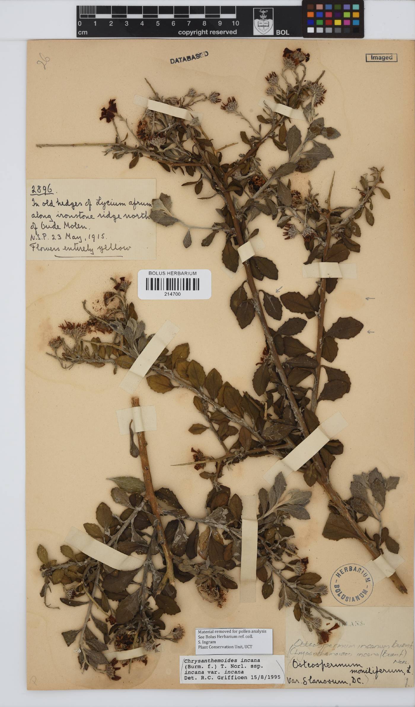 Osteospermum incanum image