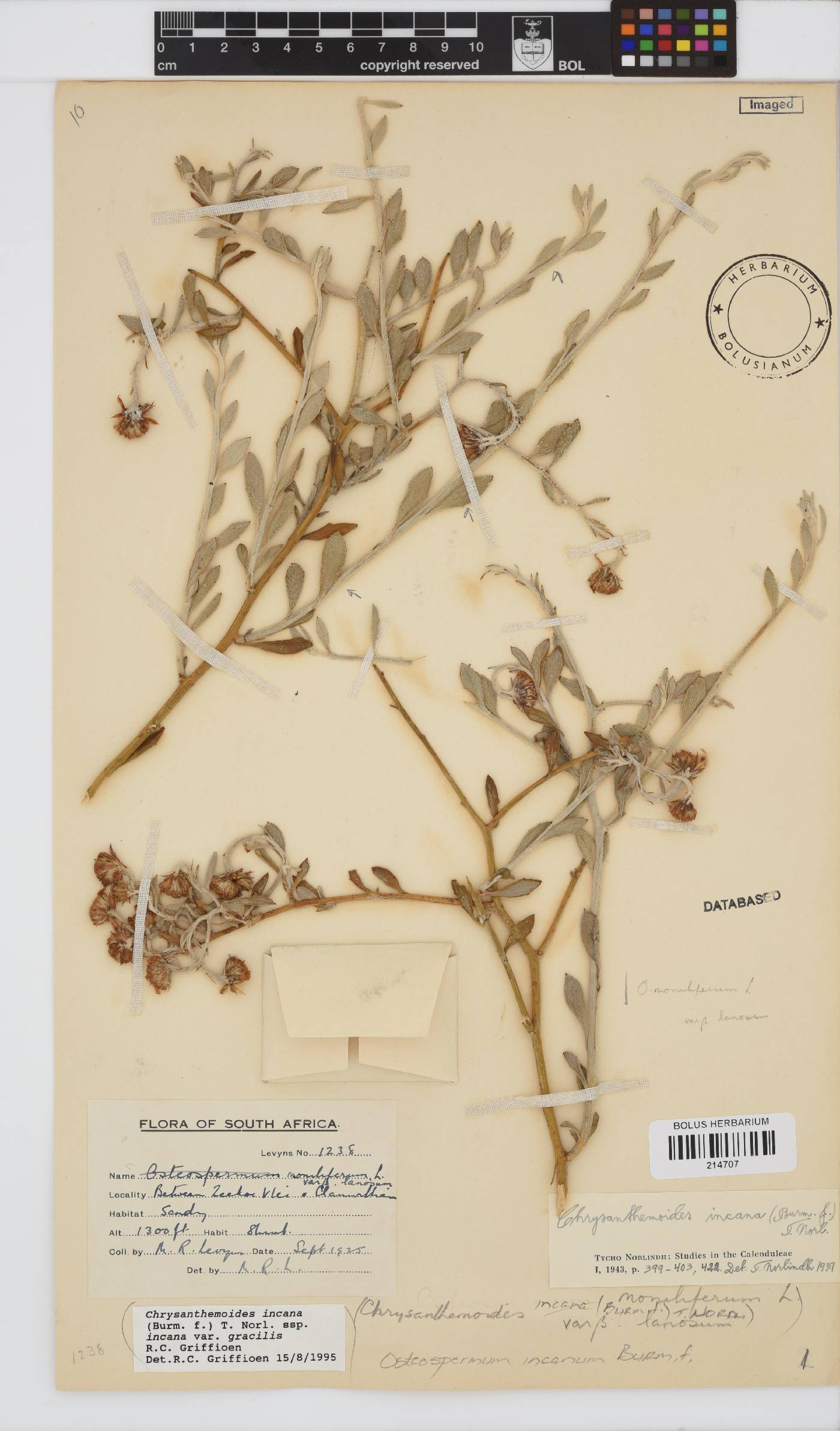 Osteospermum incanum image