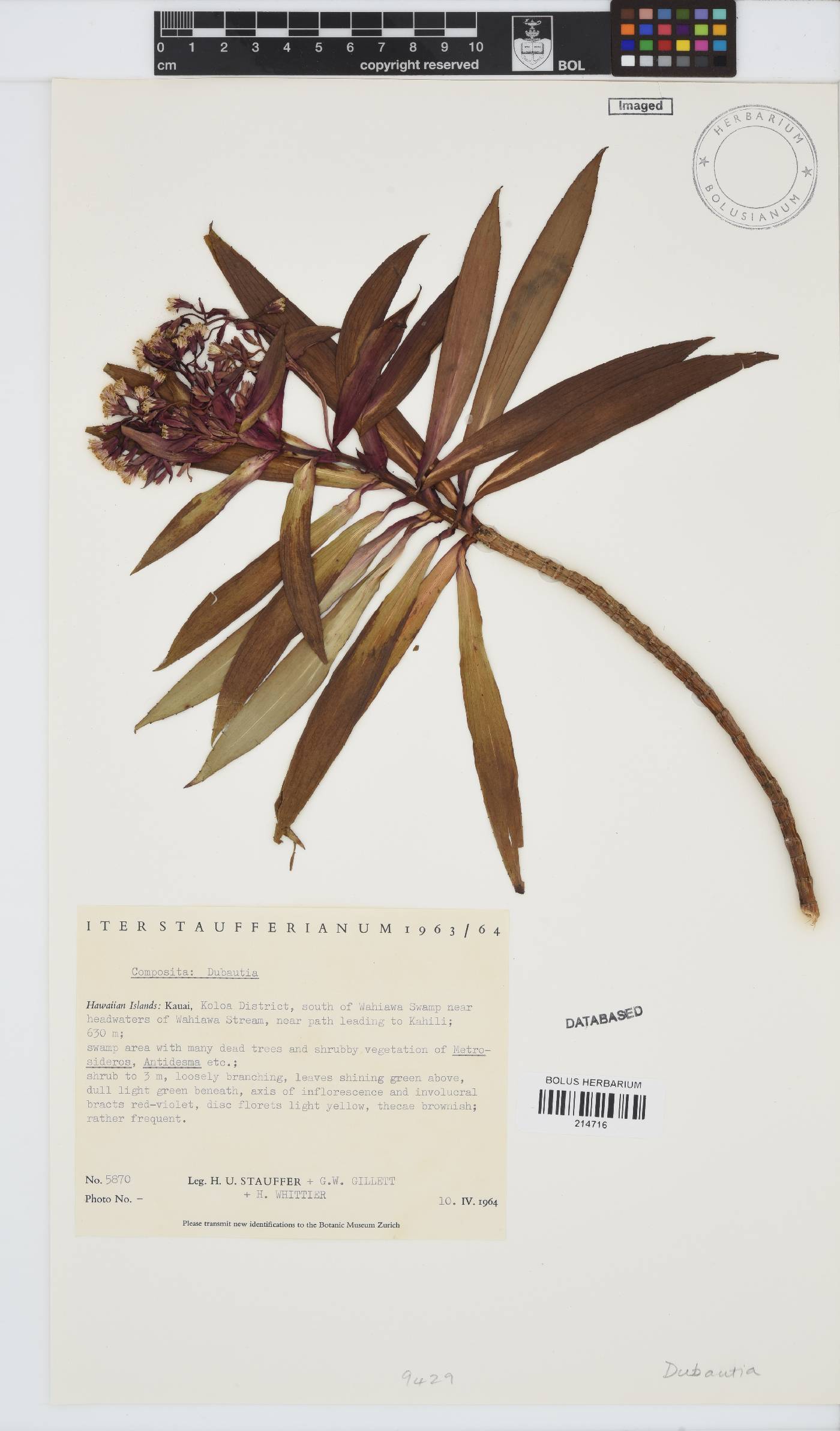 Dubautia image