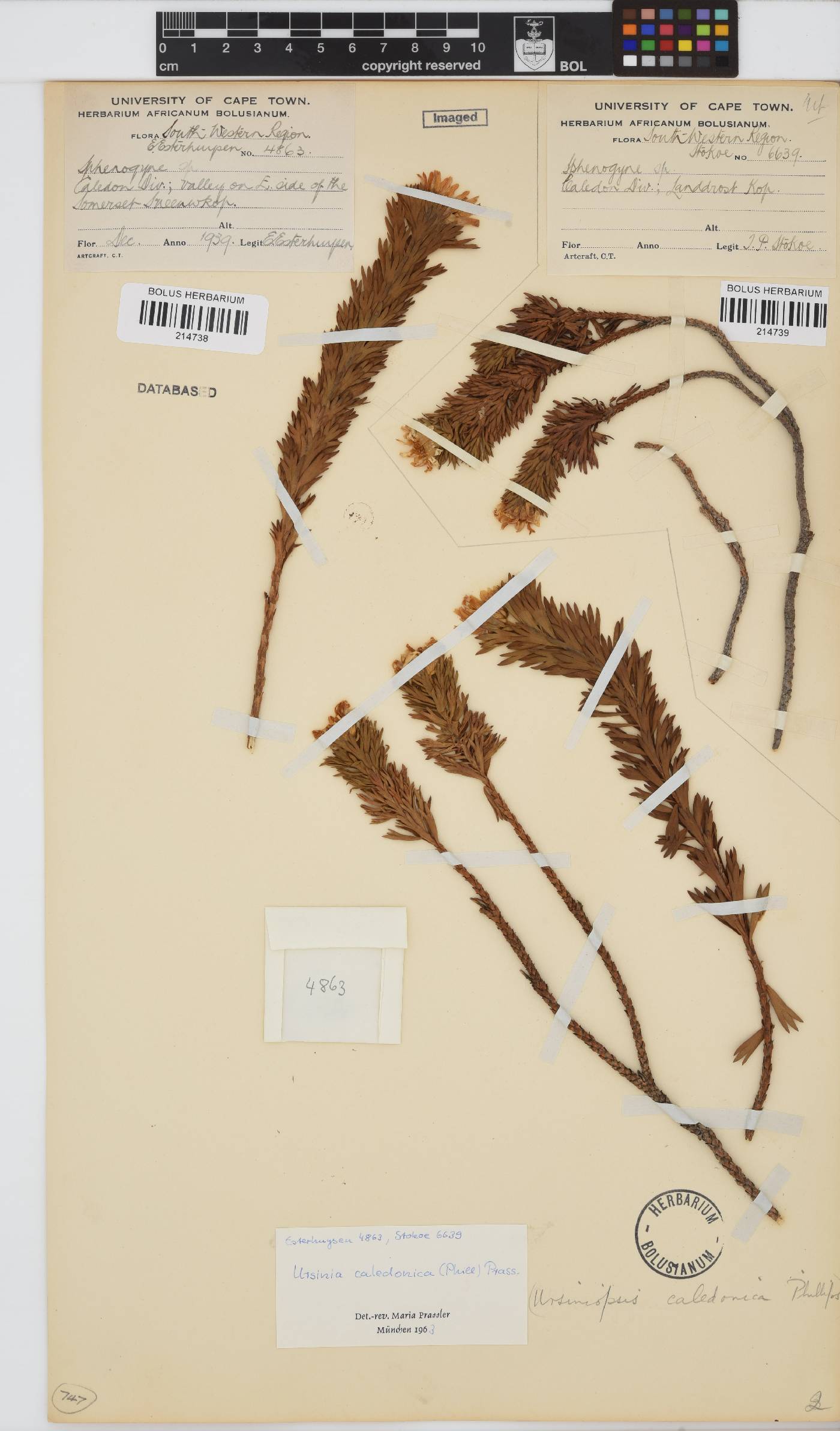 Ursinia caledonica image