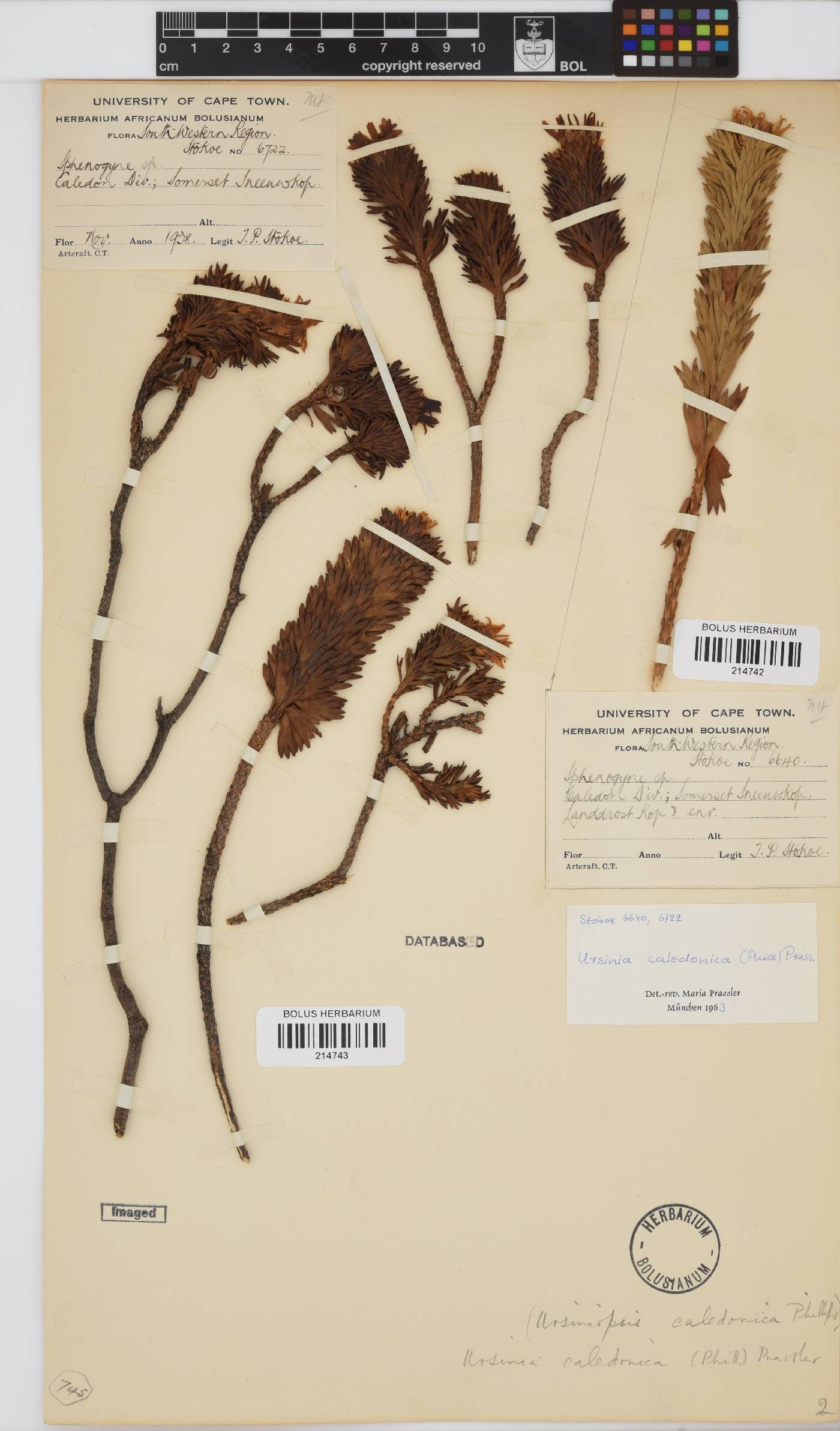 Ursinia caledonica image