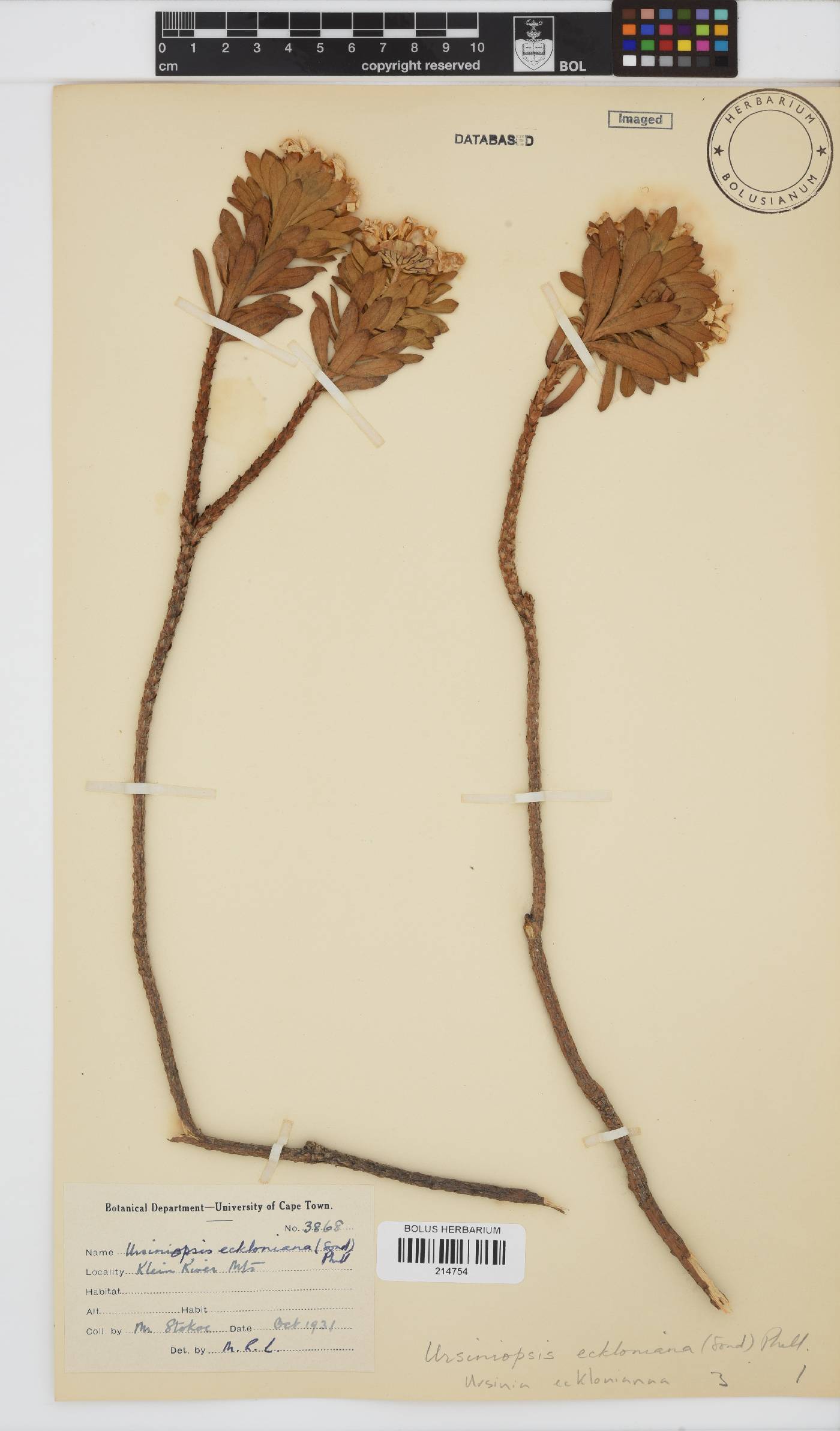 Ursinia image