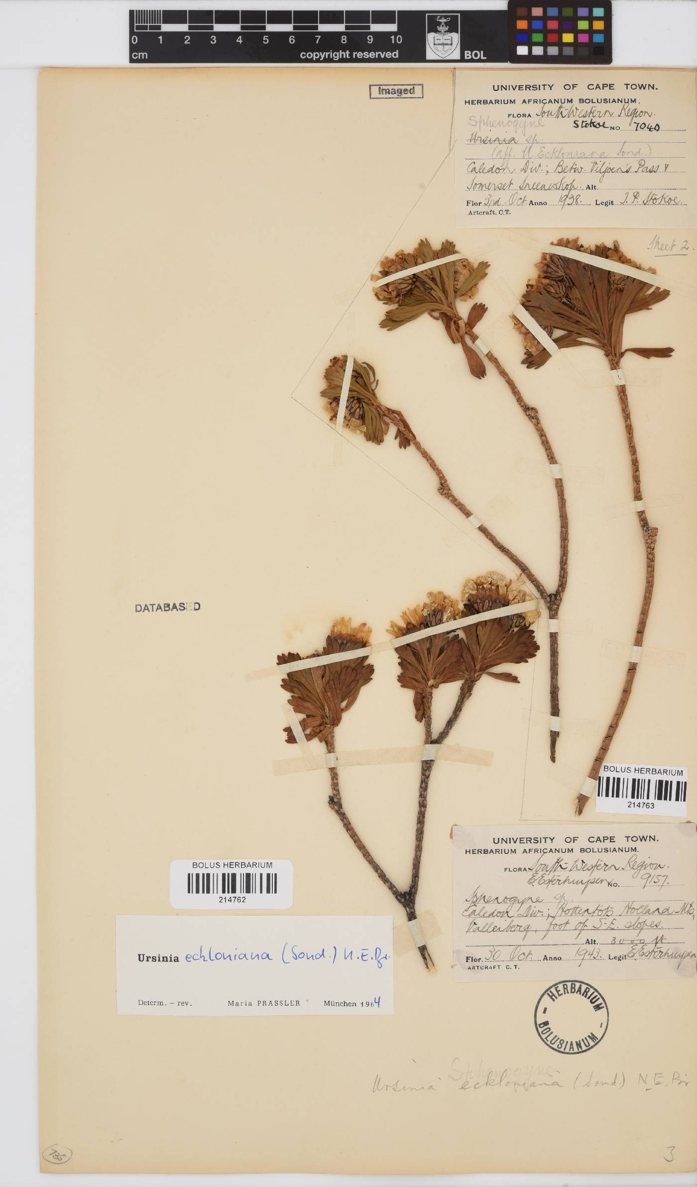 Ursinia eckloniana image