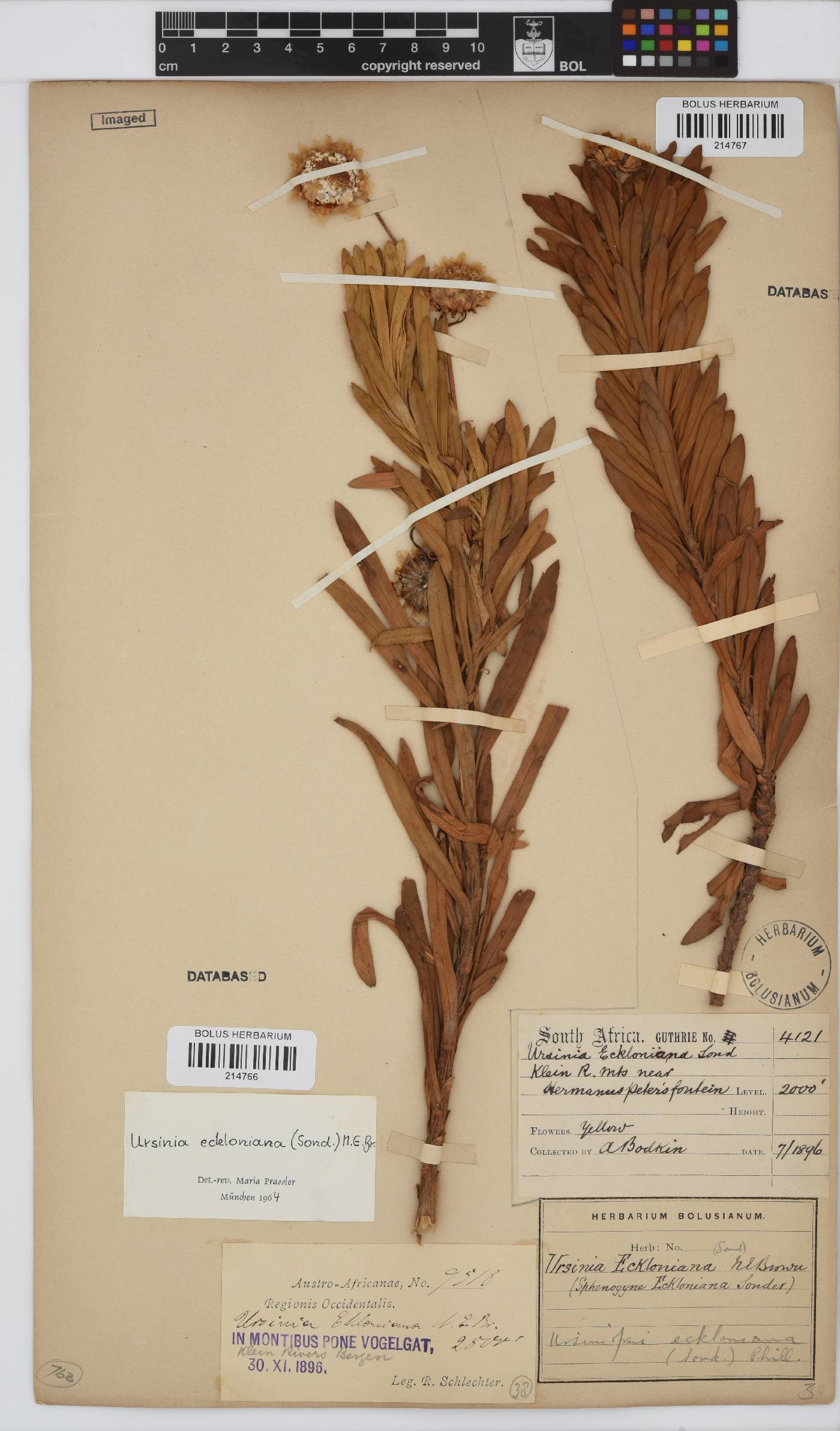 Ursinia eckloniana image