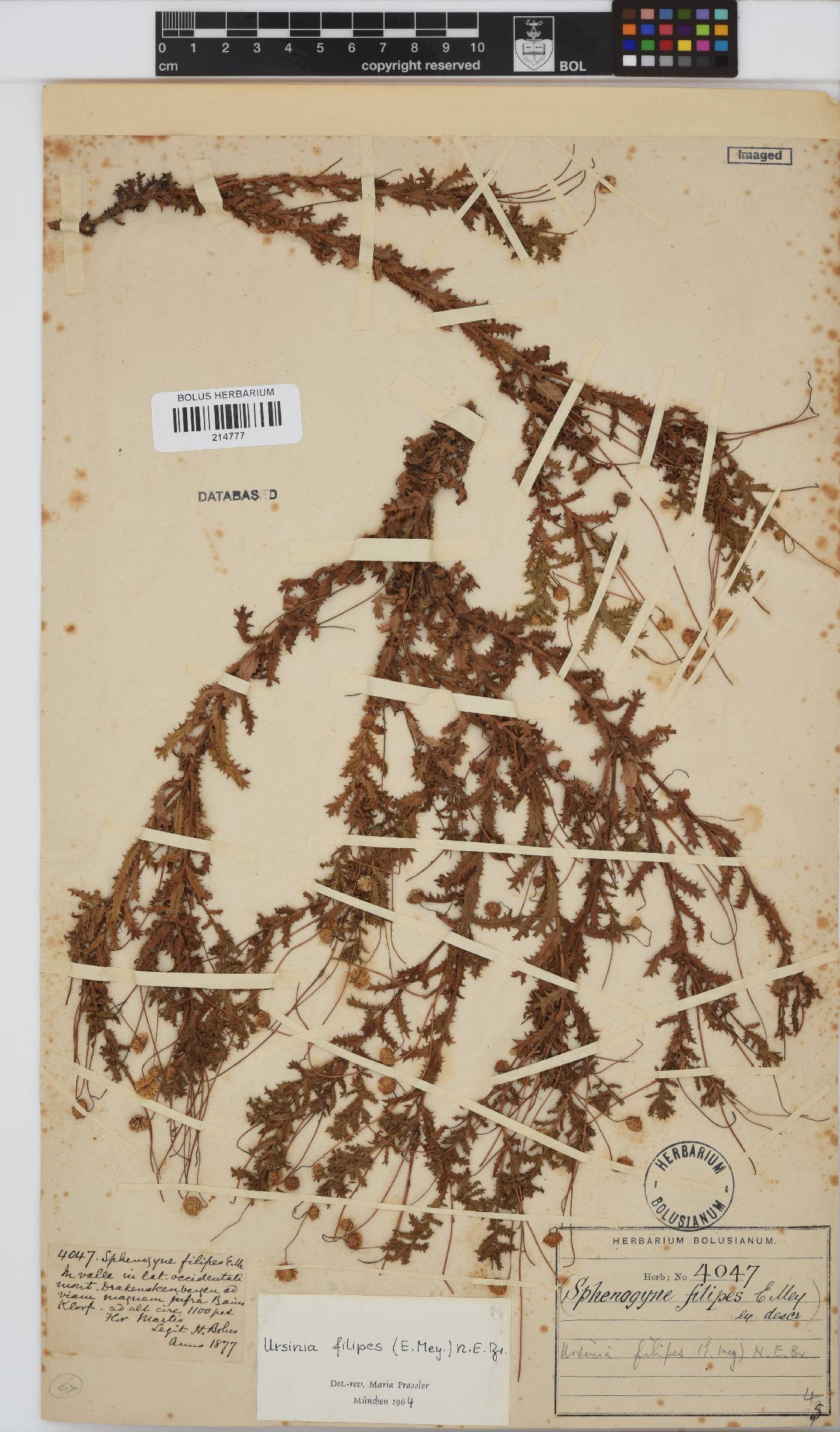 Ursinia filipes image