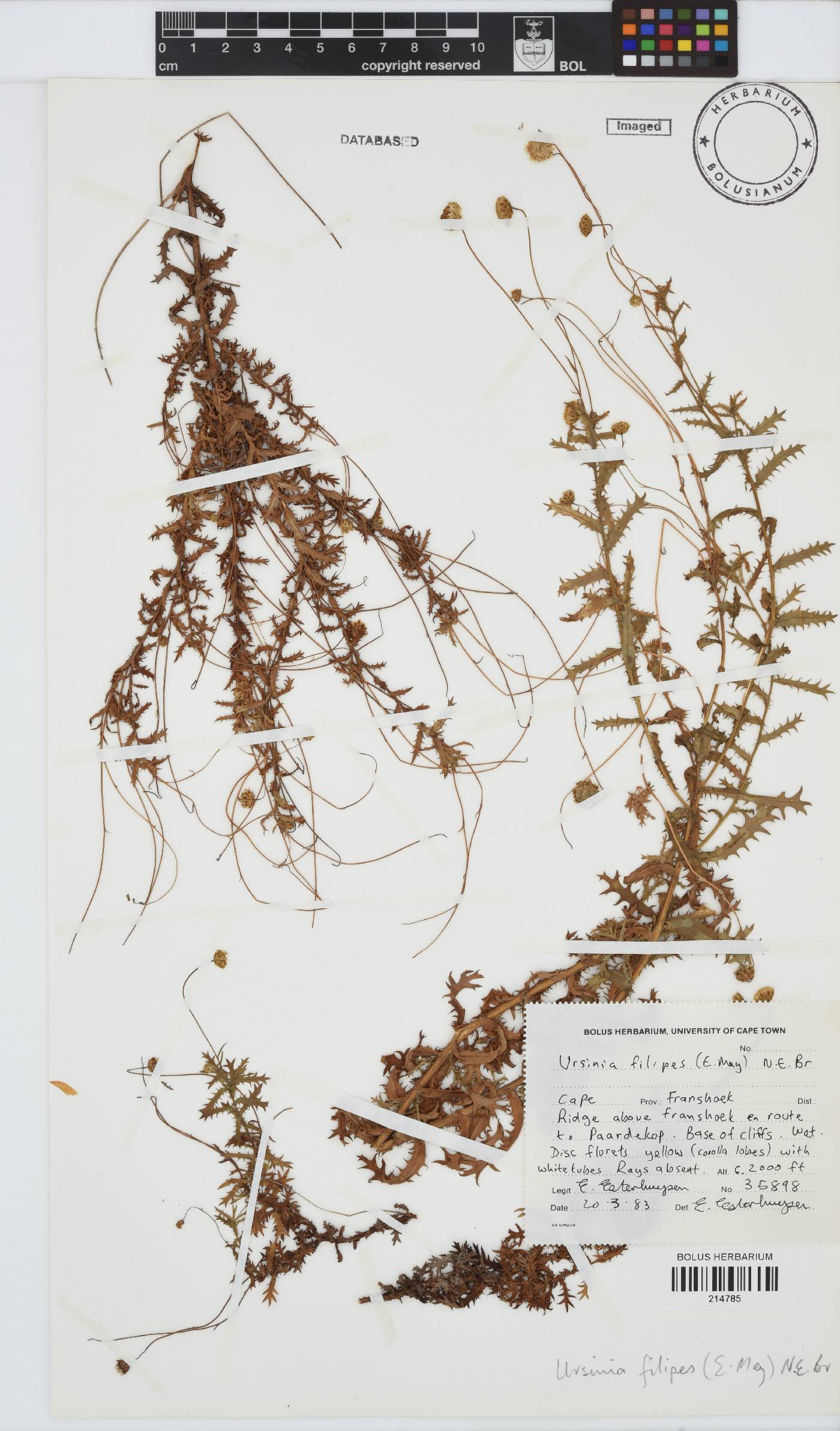 Ursinia filipes image