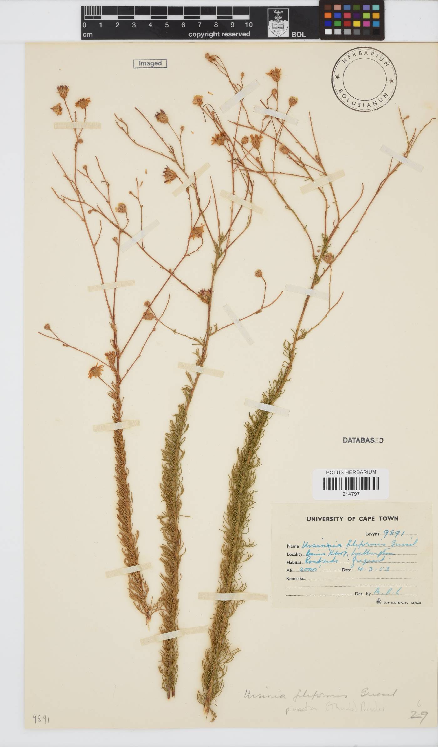 Ursinia pinnata image