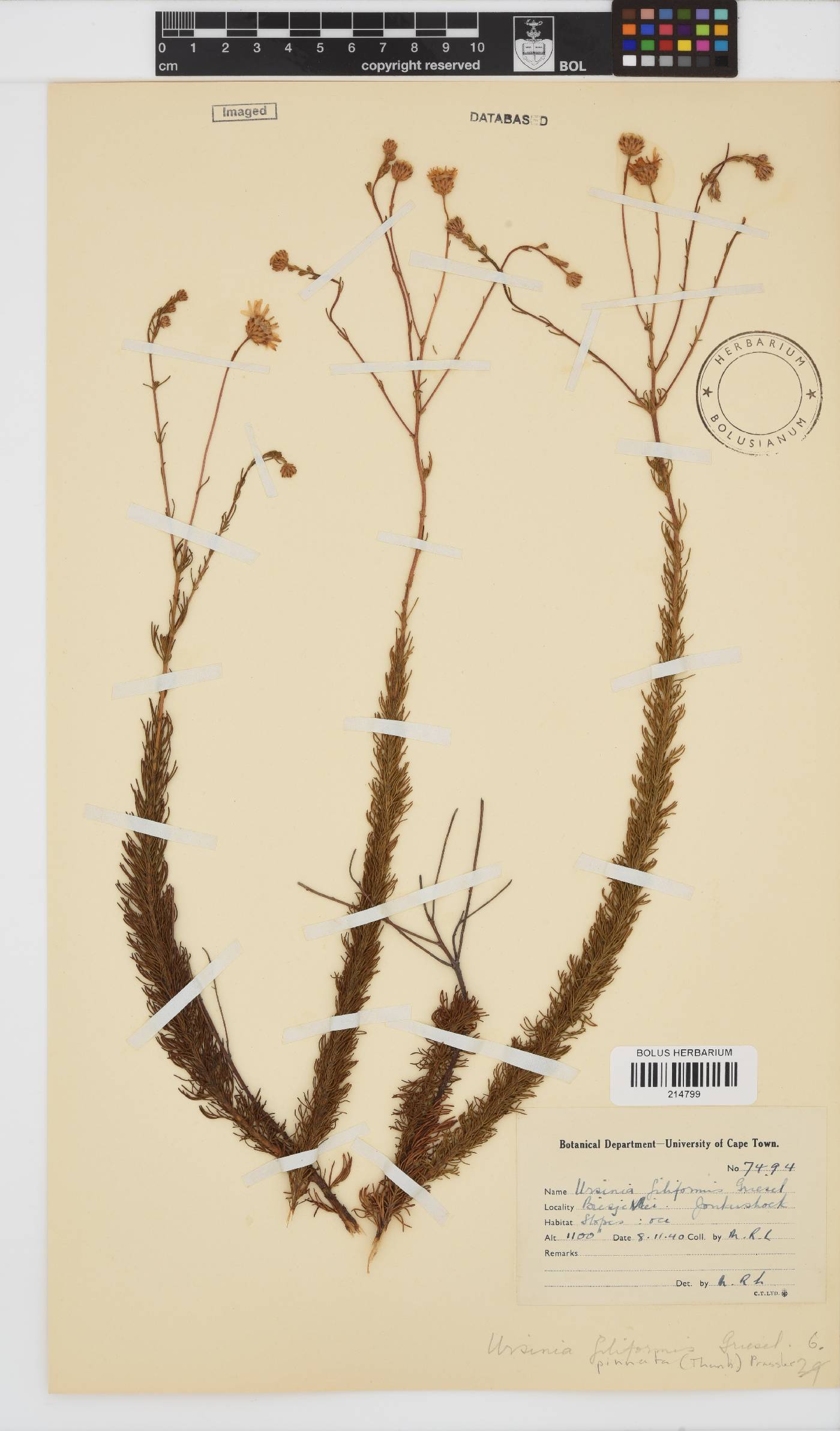 Ursinia pinnata image