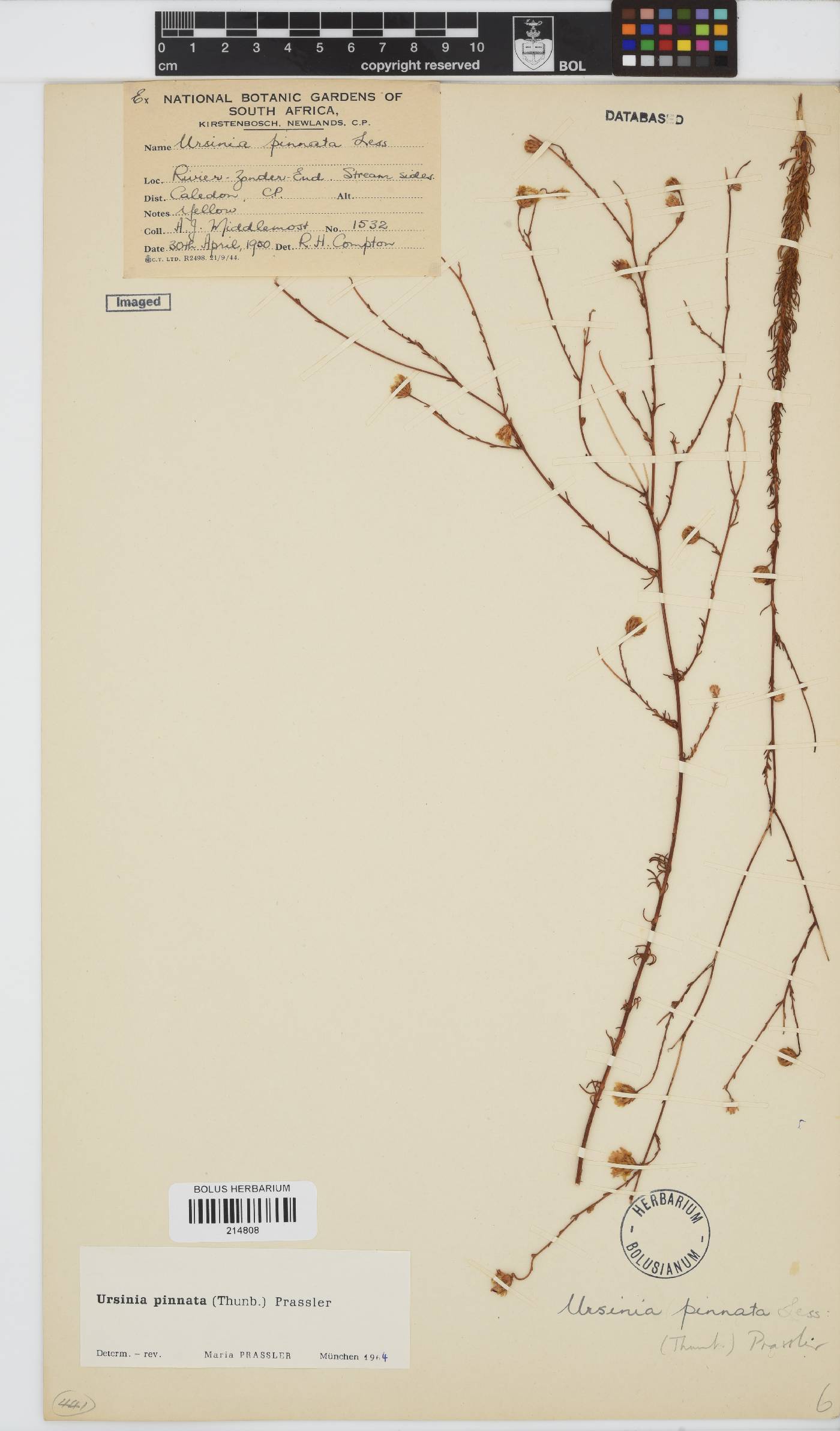 Ursinia pinnata image
