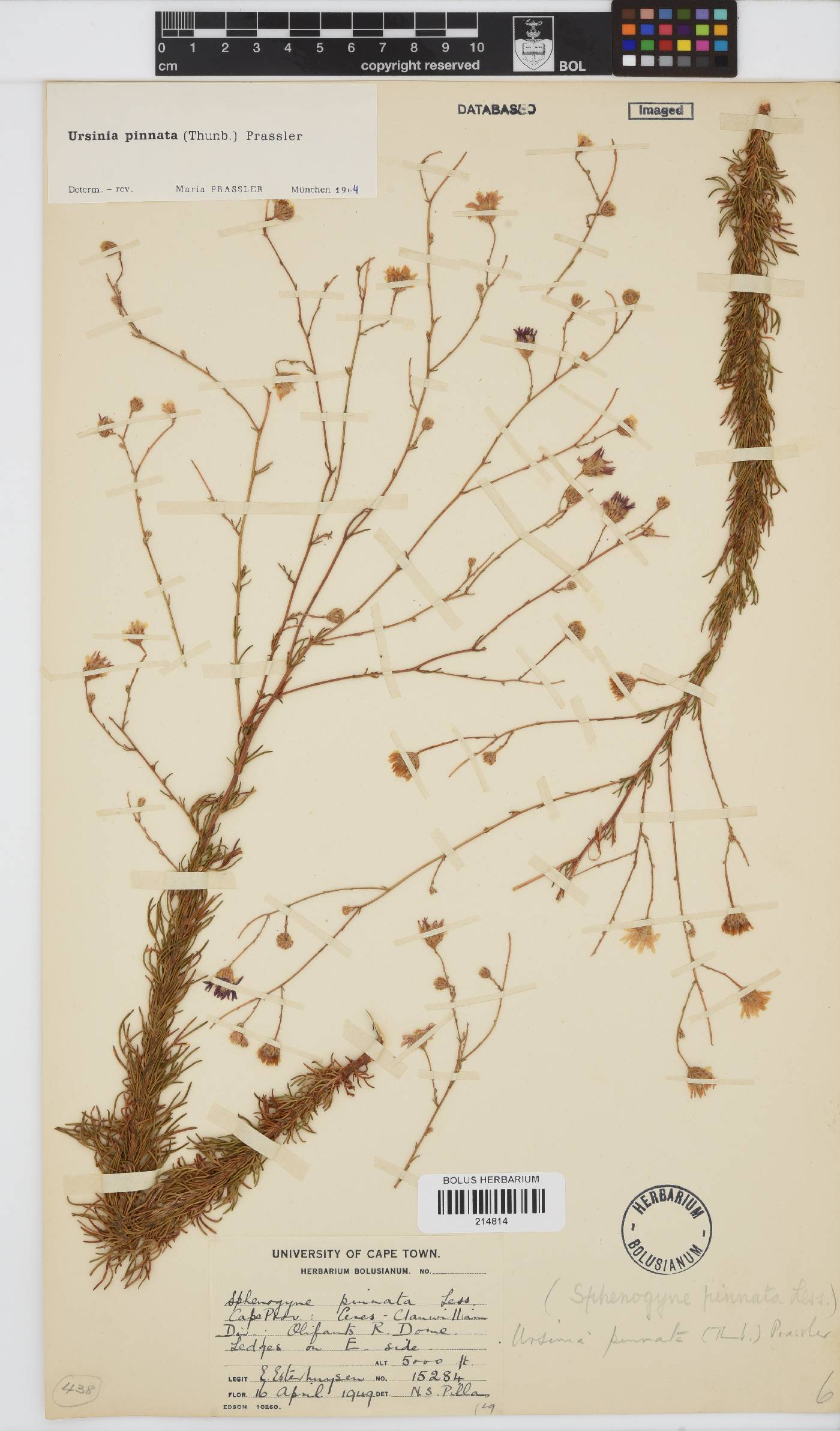 Ursinia pinnata image