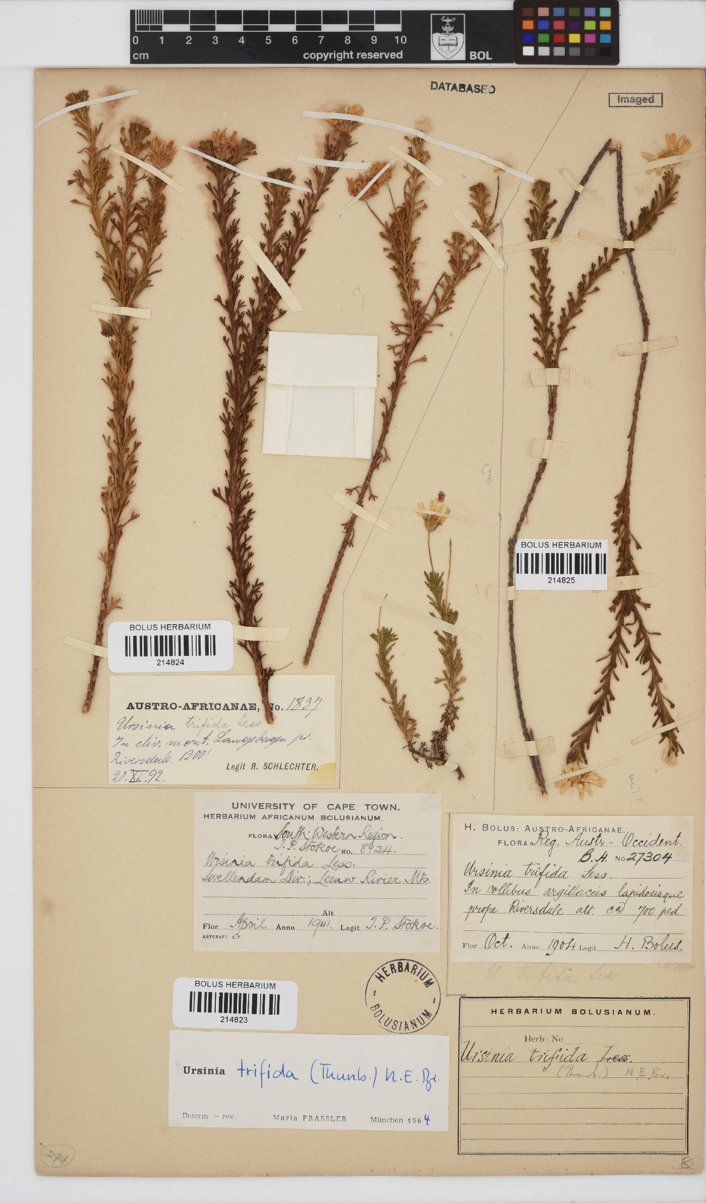 Ursinia trifida image