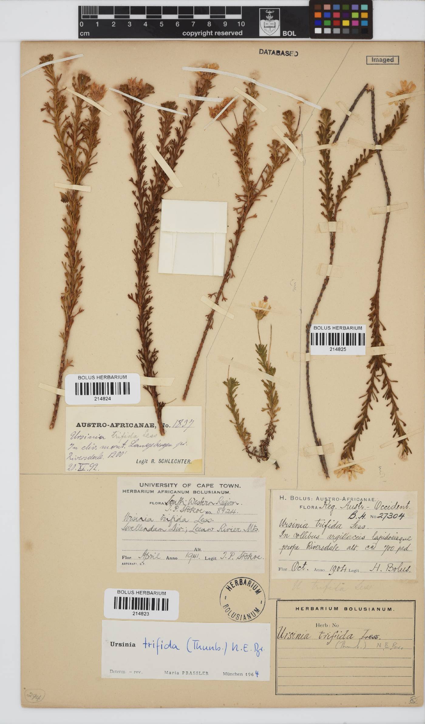 Ursinia trifida image