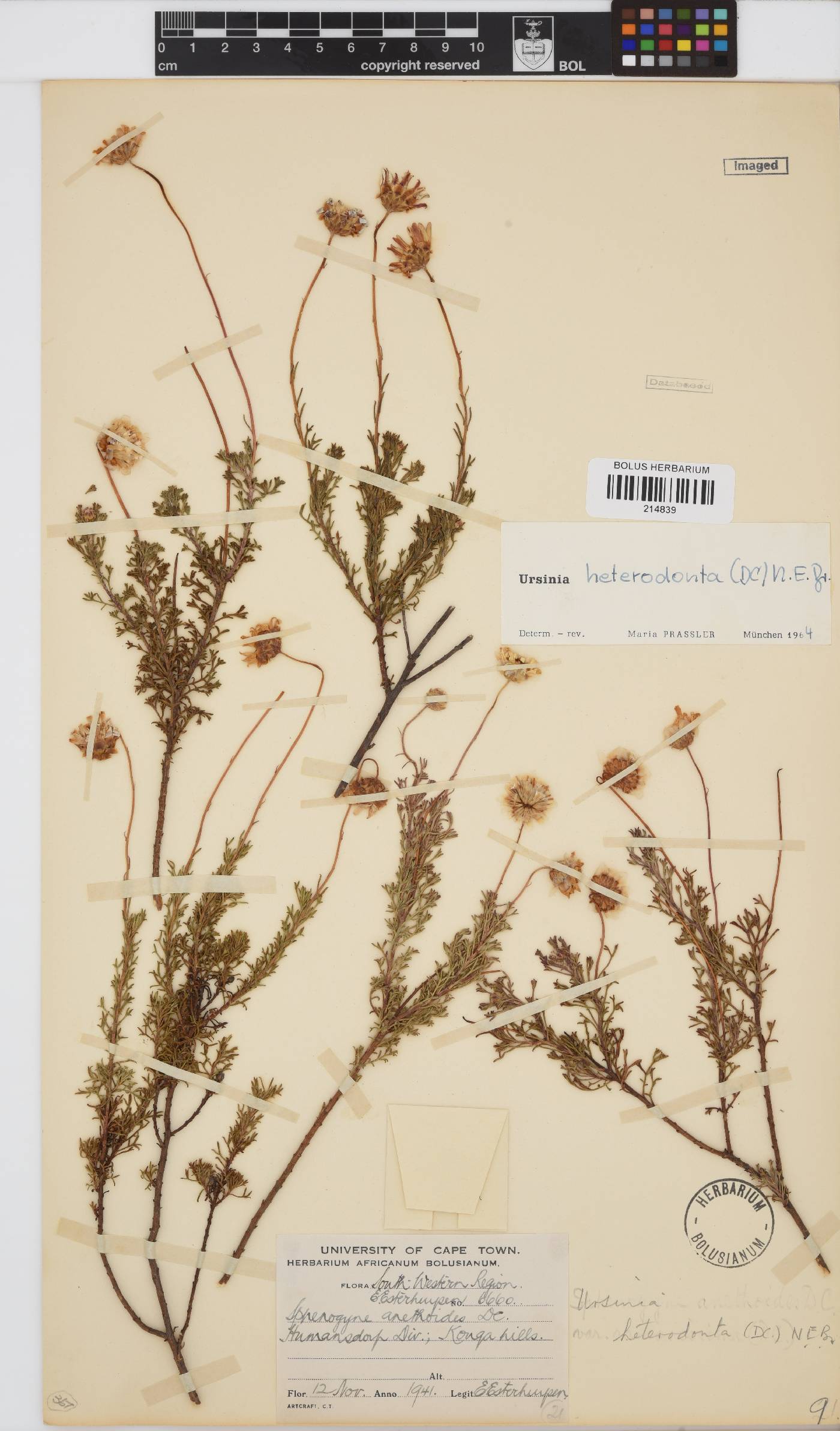 Ursinia heterodonta image