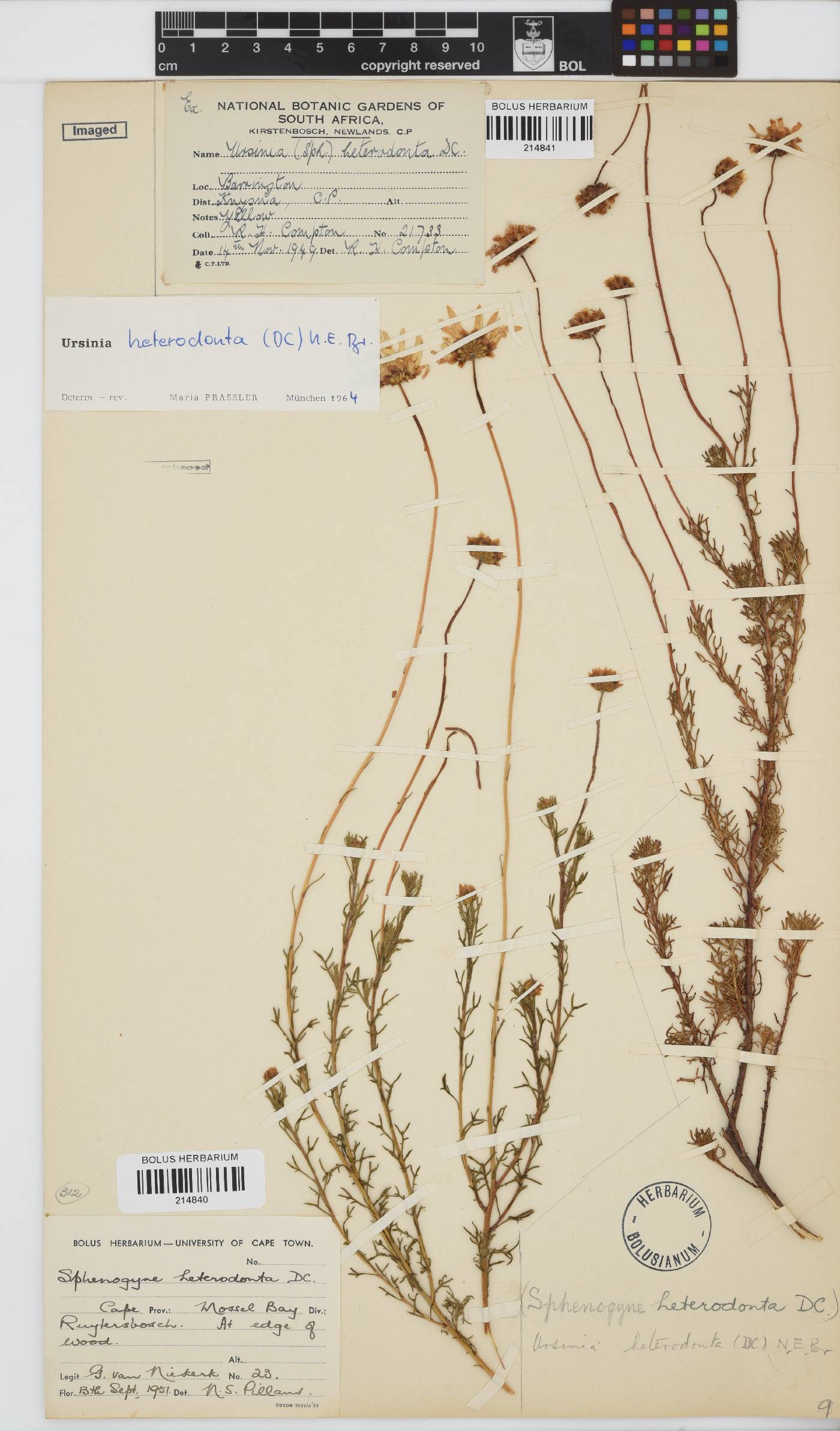 Ursinia heterodonta image