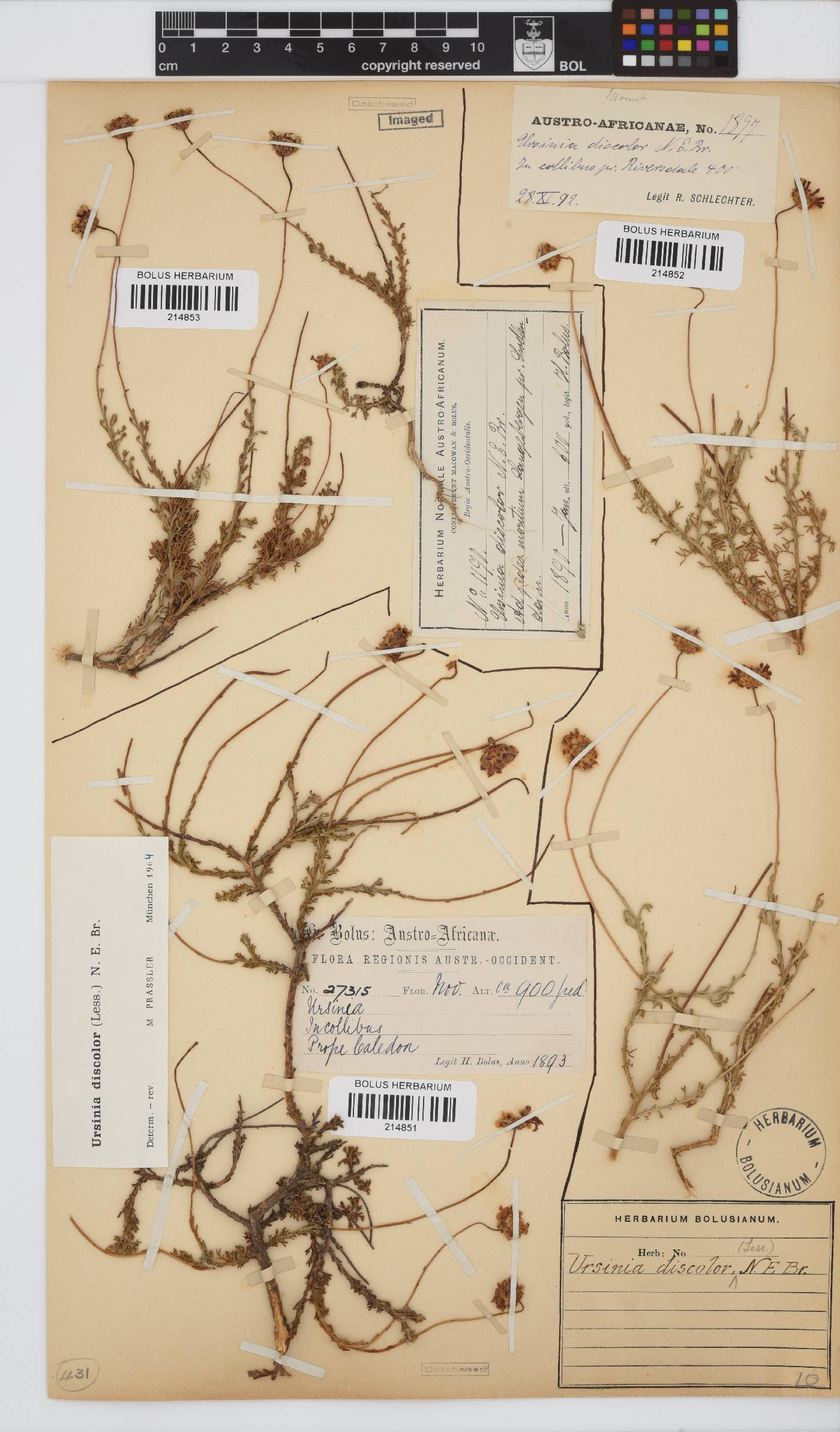 Ursinia discolor image