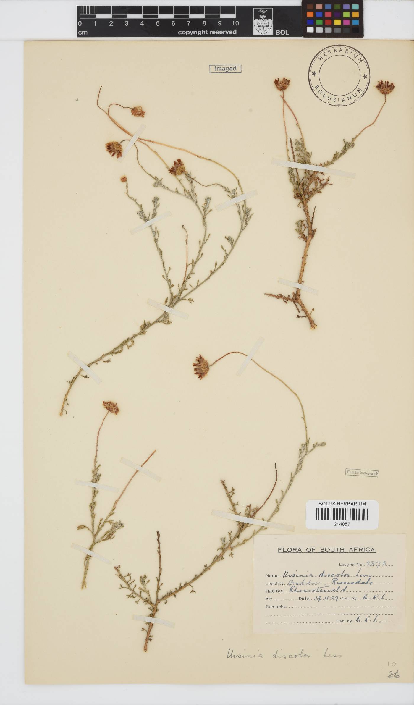 Ursinia discolor image