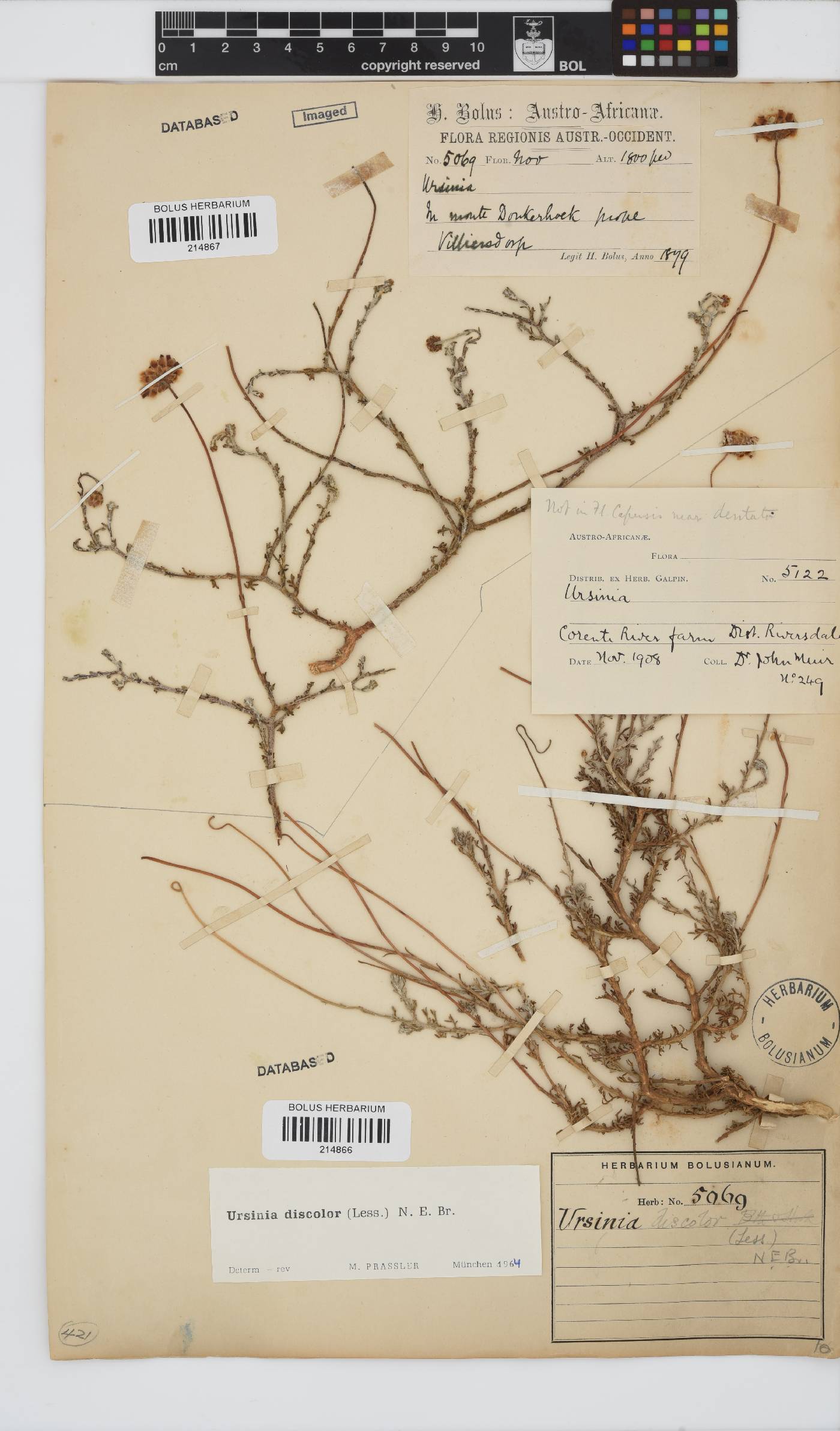 Ursinia discolor image