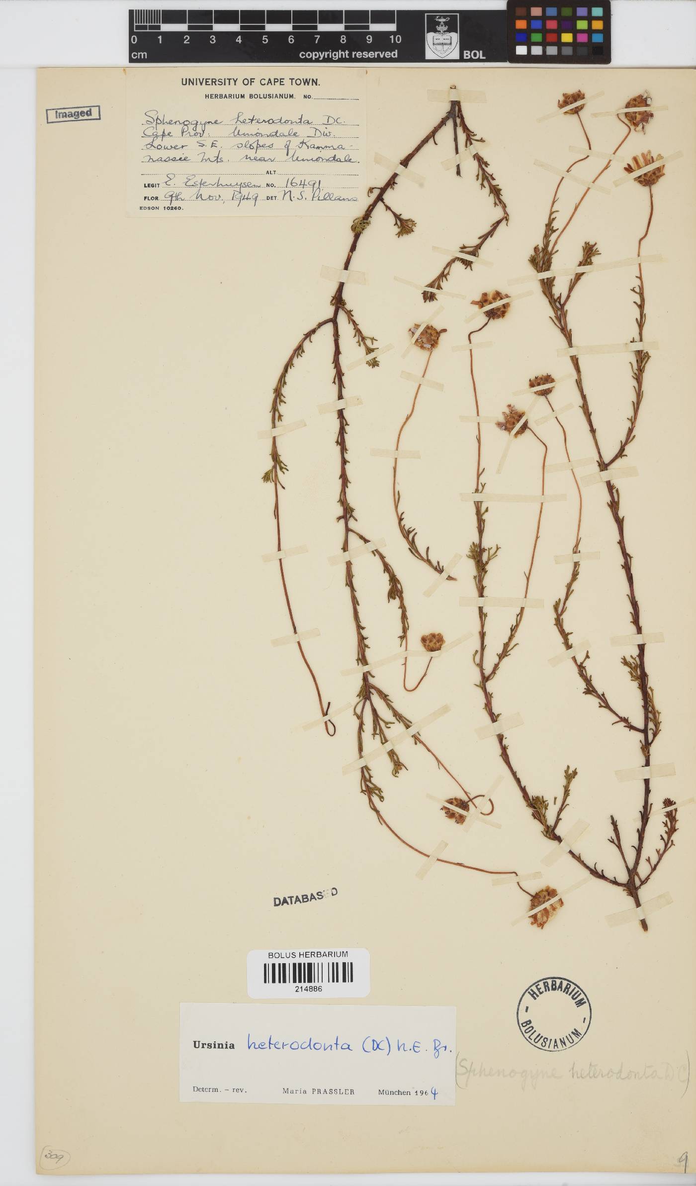 Ursinia heterodonta image